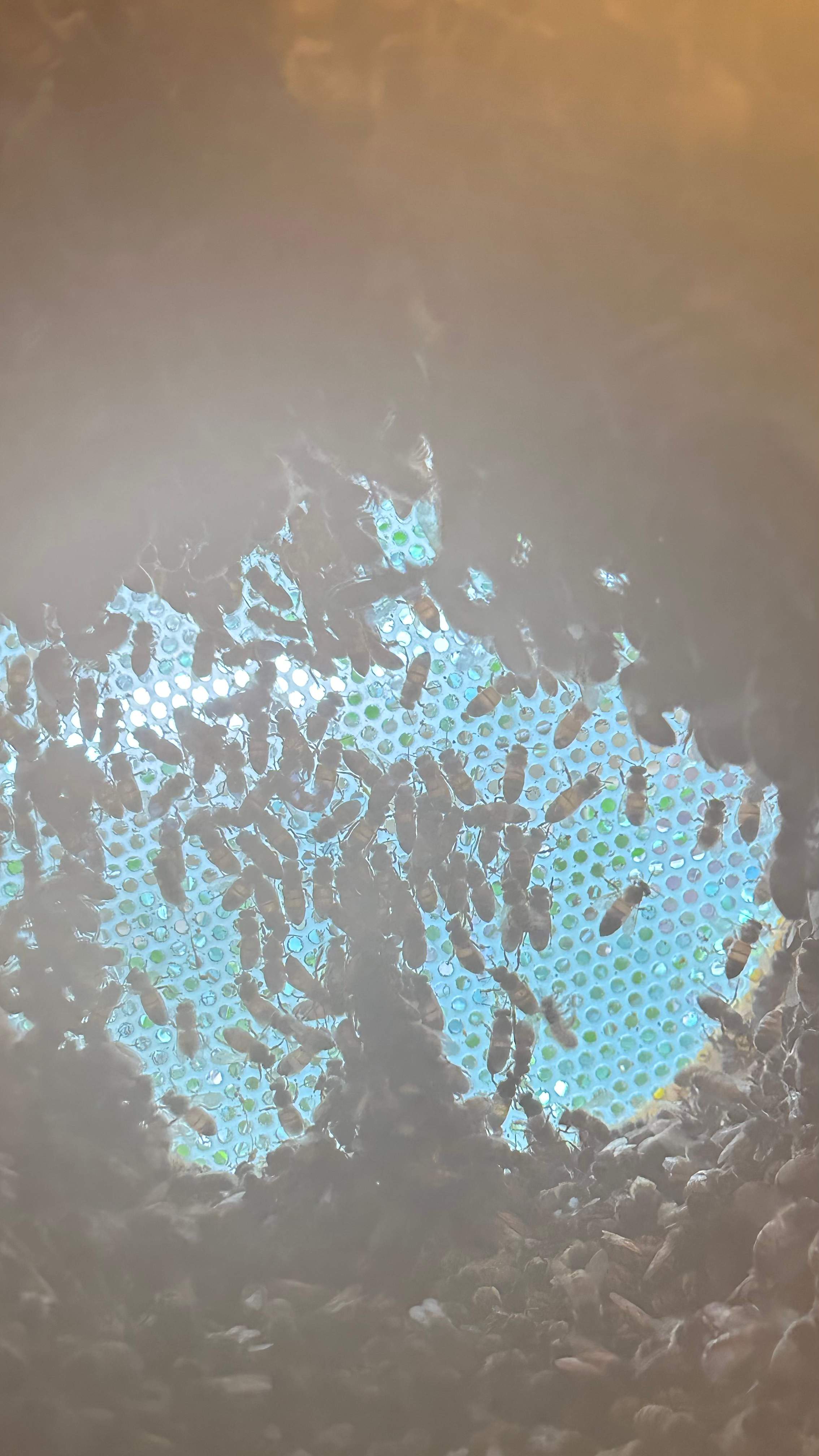 Long-term Residents by Rockwall Honey Bee Company