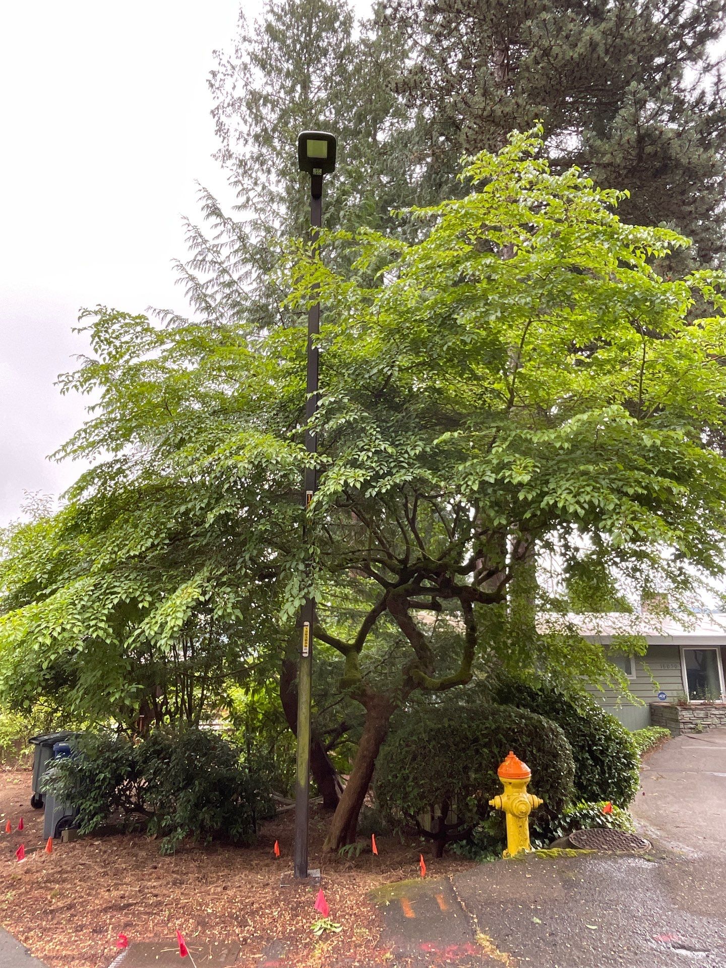 🌿Tree Inventory Showcase – Lake Forest Park, WA by Sound Tree Care LLC