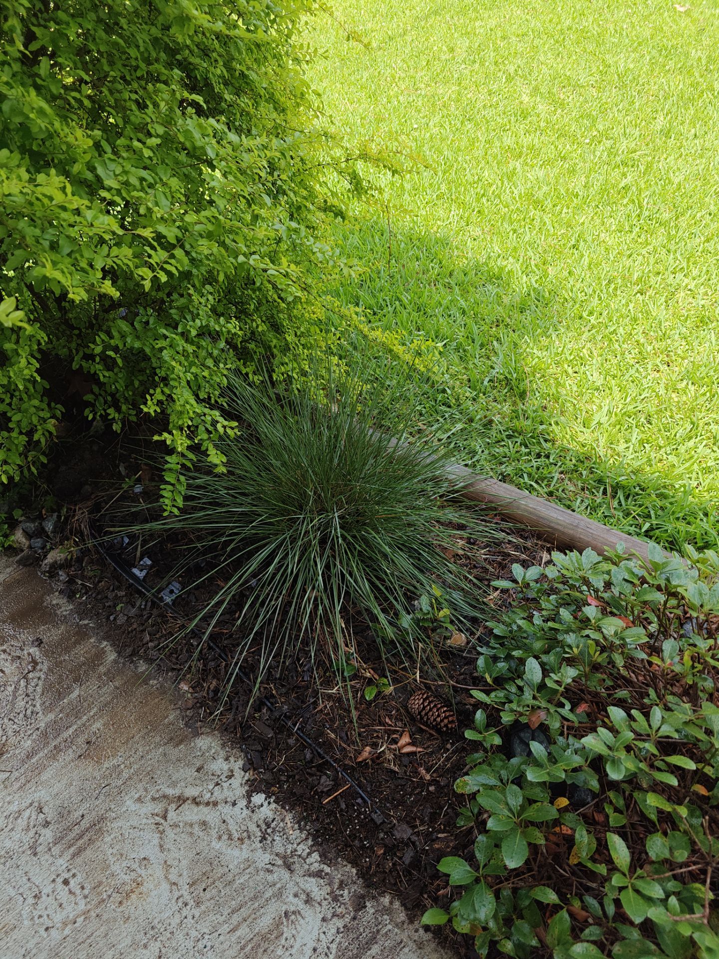 Weekly Landscaping  by College Bros Outdoor services
