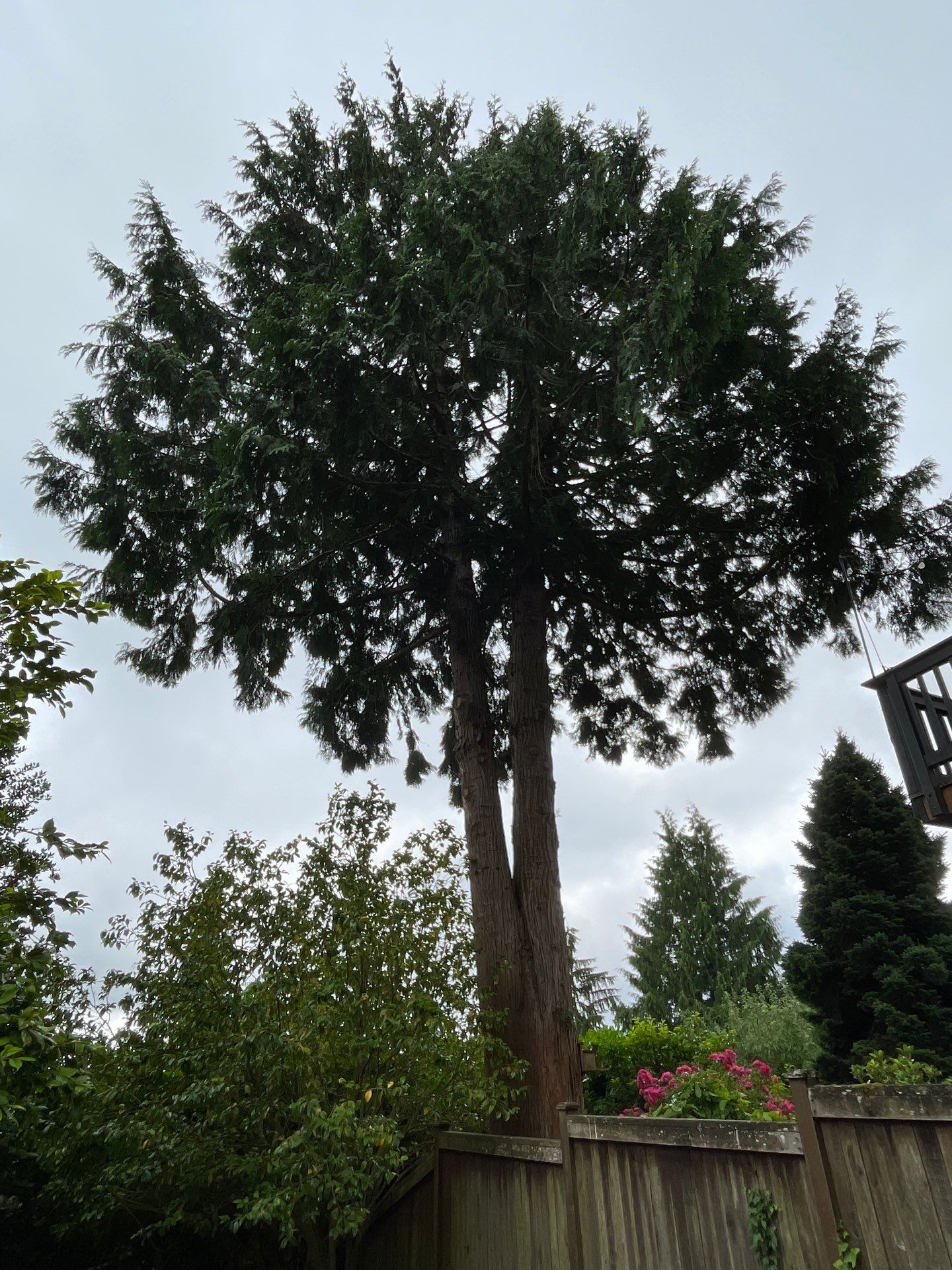 🌿Tree Inventory Showcase – Lake Forest Park, WA by Sound Tree Care LLC