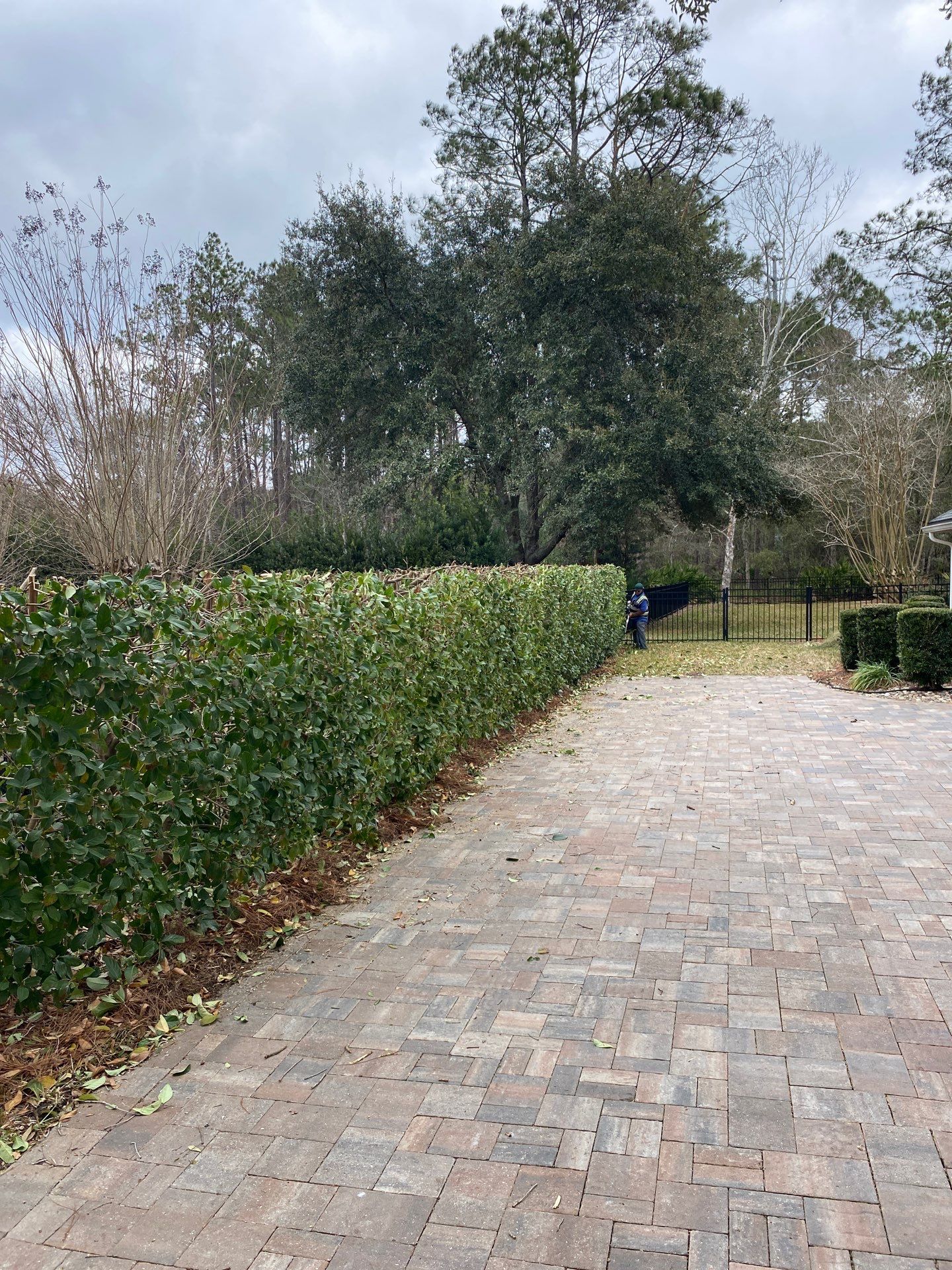 Residential | Hedge Trimming by ProGreen Services