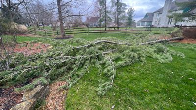Storm Damage Tree Removal