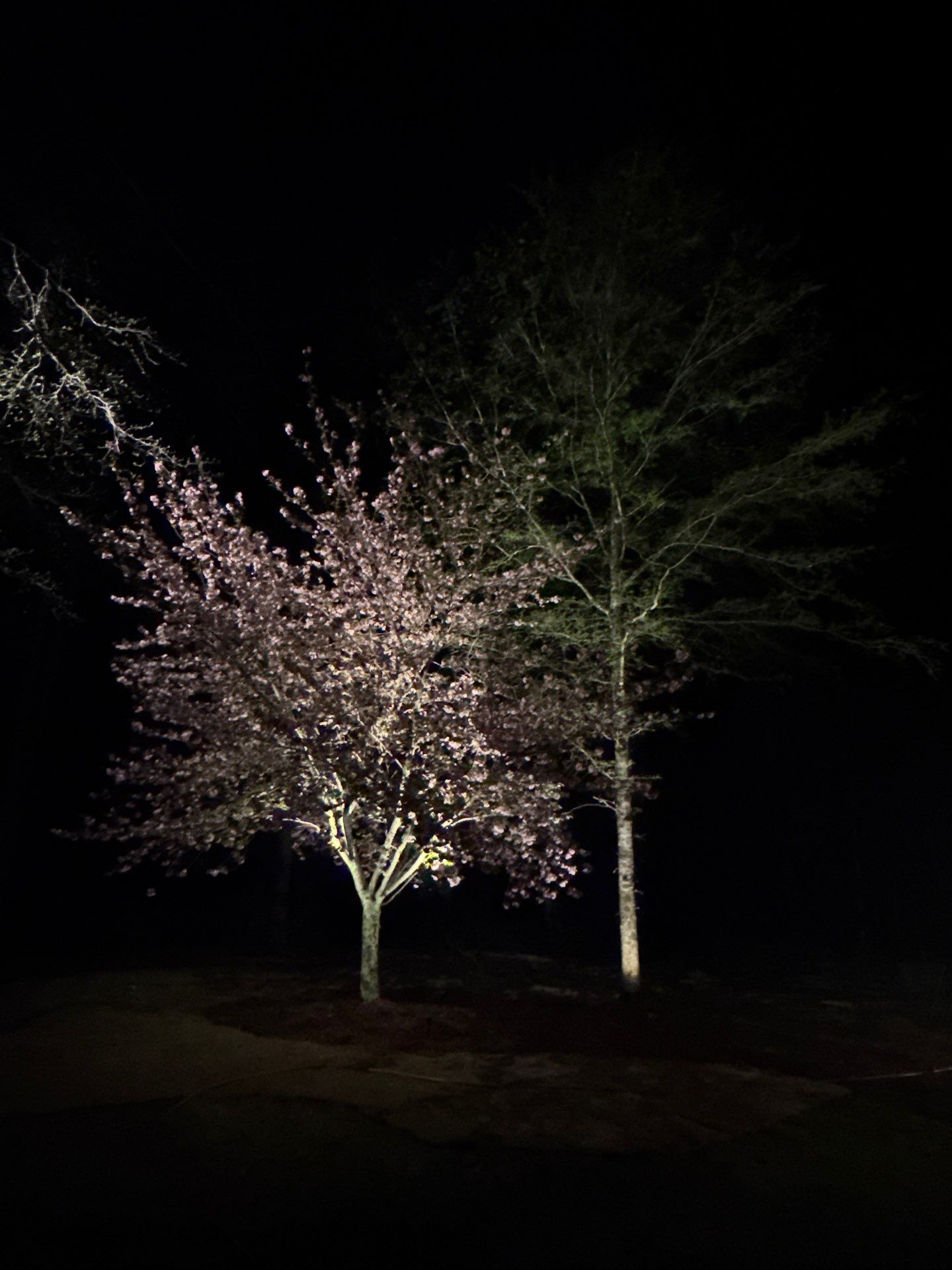 COLD Project by Georgia Outdoor Decor