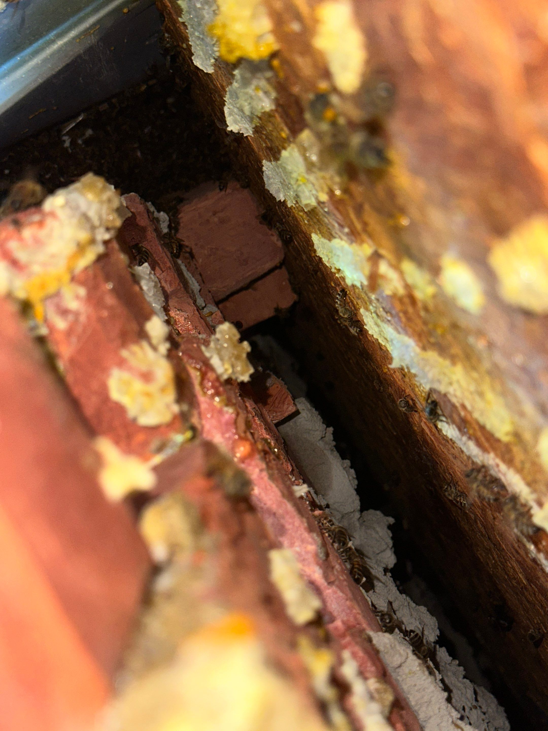 Bees Behind Bricks by Rockwall Honey Bee Company