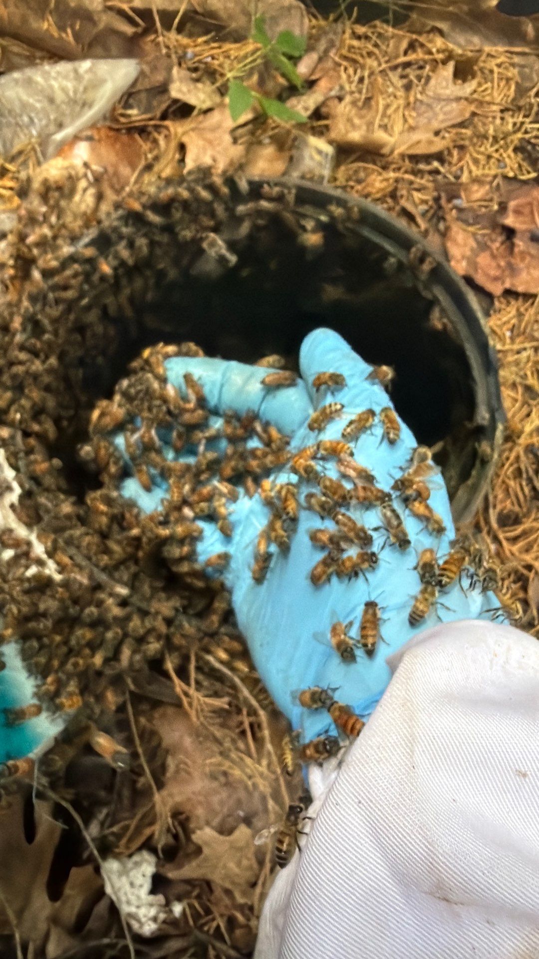 Mossy Mystery Bees by Rockwall Honey Bee Company