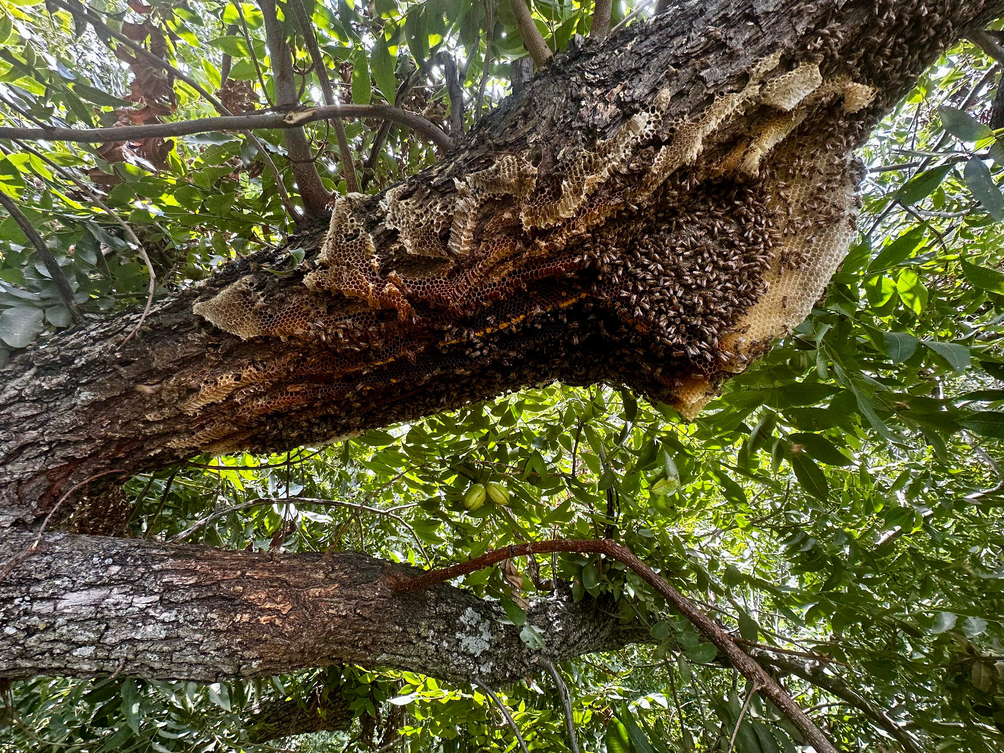 Open-Air Massive Colony by Rockwall Honey Bee Company