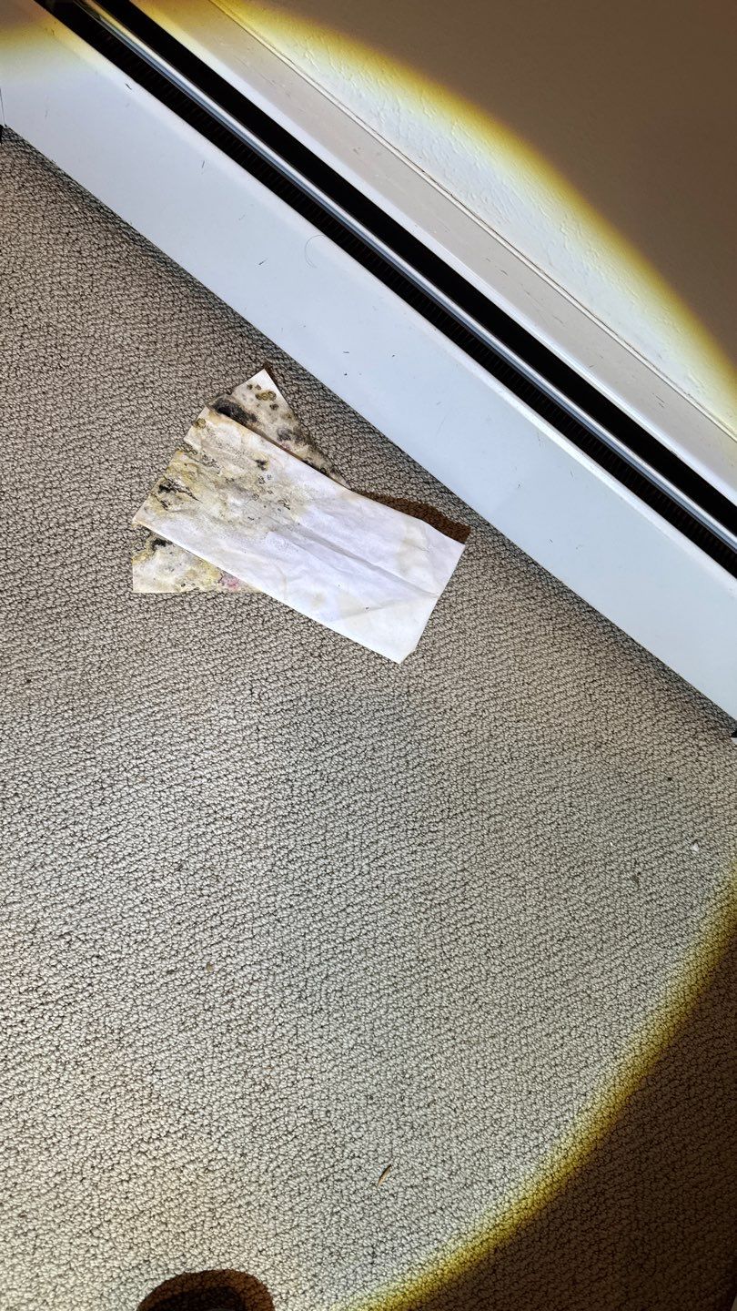 Mold Project in Englewood by Accountable Home Services