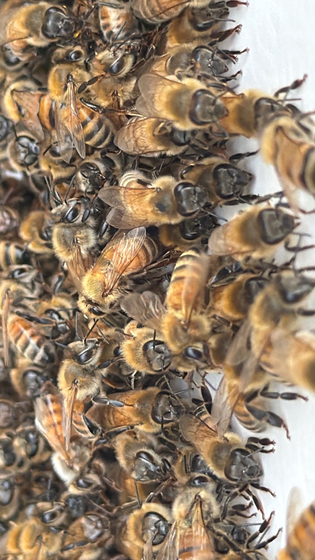 The Lion and the Lamb Apiary by Rockwall Honey Bee Company