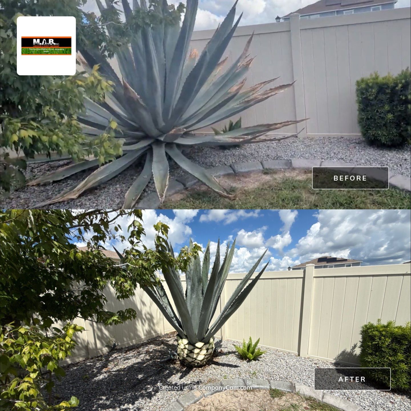  Agave Plants Trimming by 
M.A.B. Landscaping & Property Maintenance