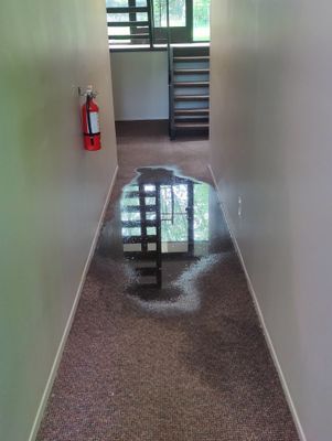 Project in Holly