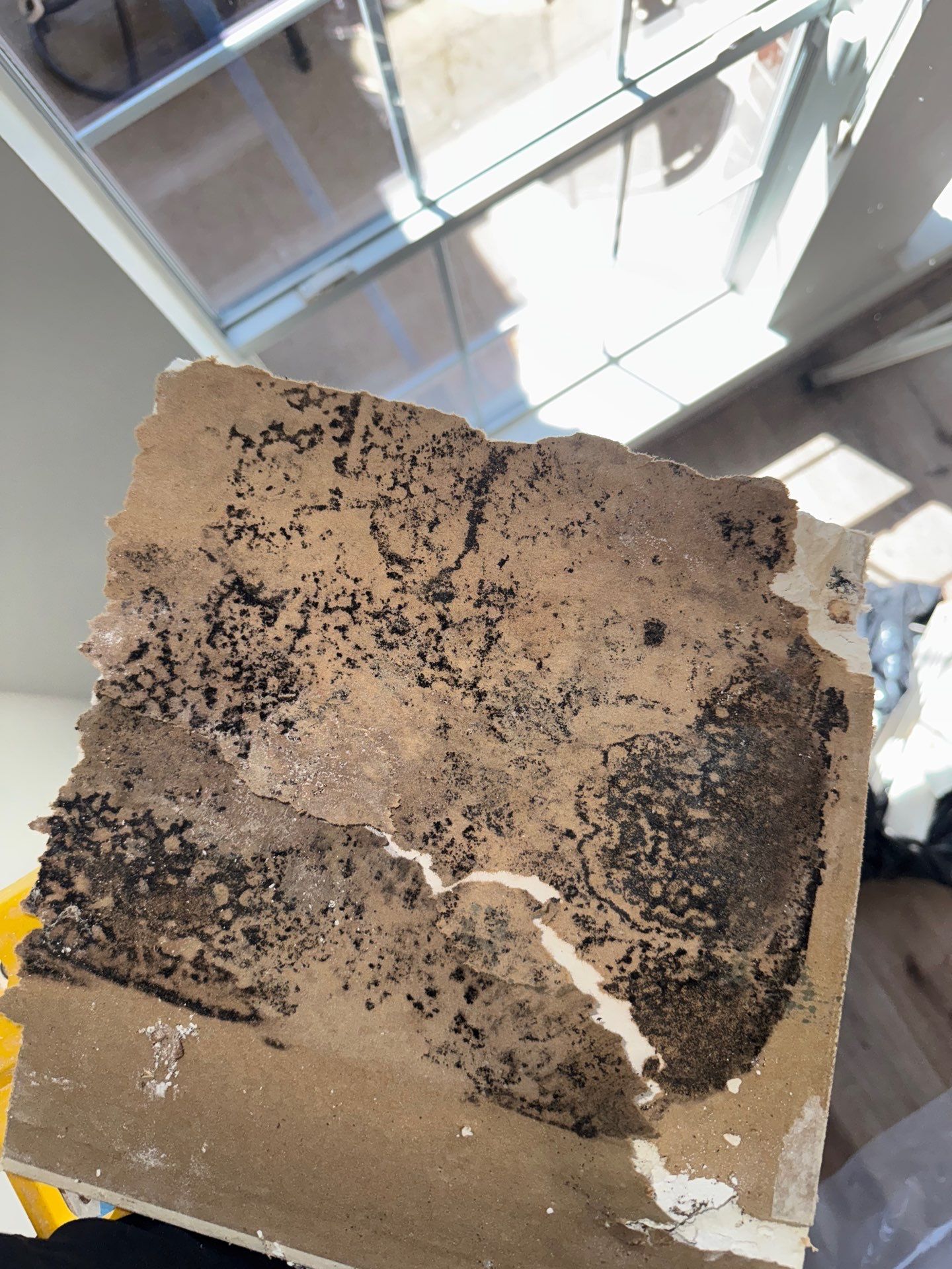Mold Remediation Job in Richmond by Team Home Solutions