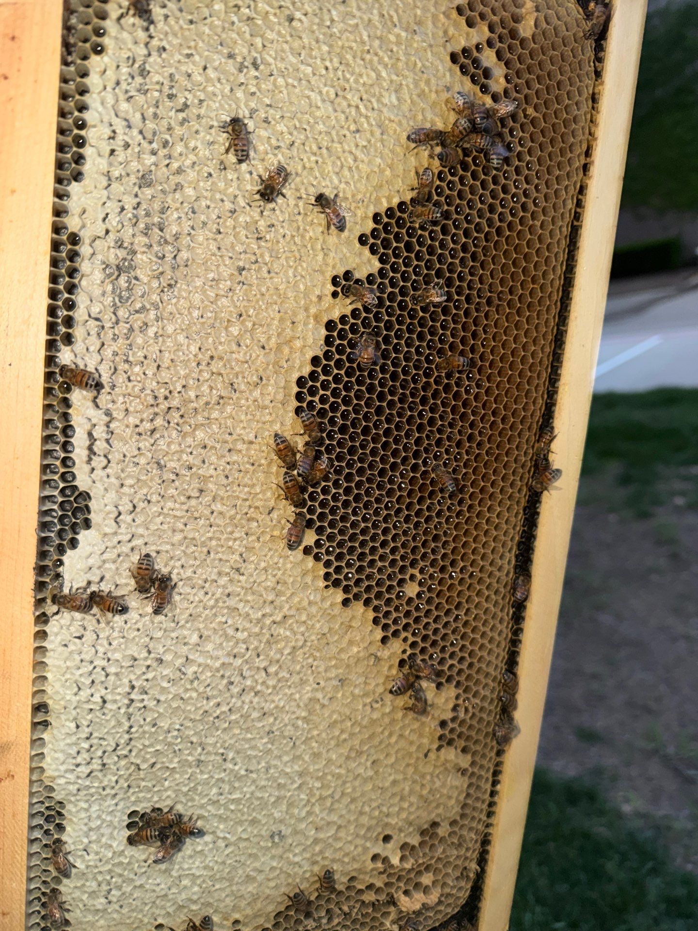 Allen Company by Rockwall Honey Bee Company