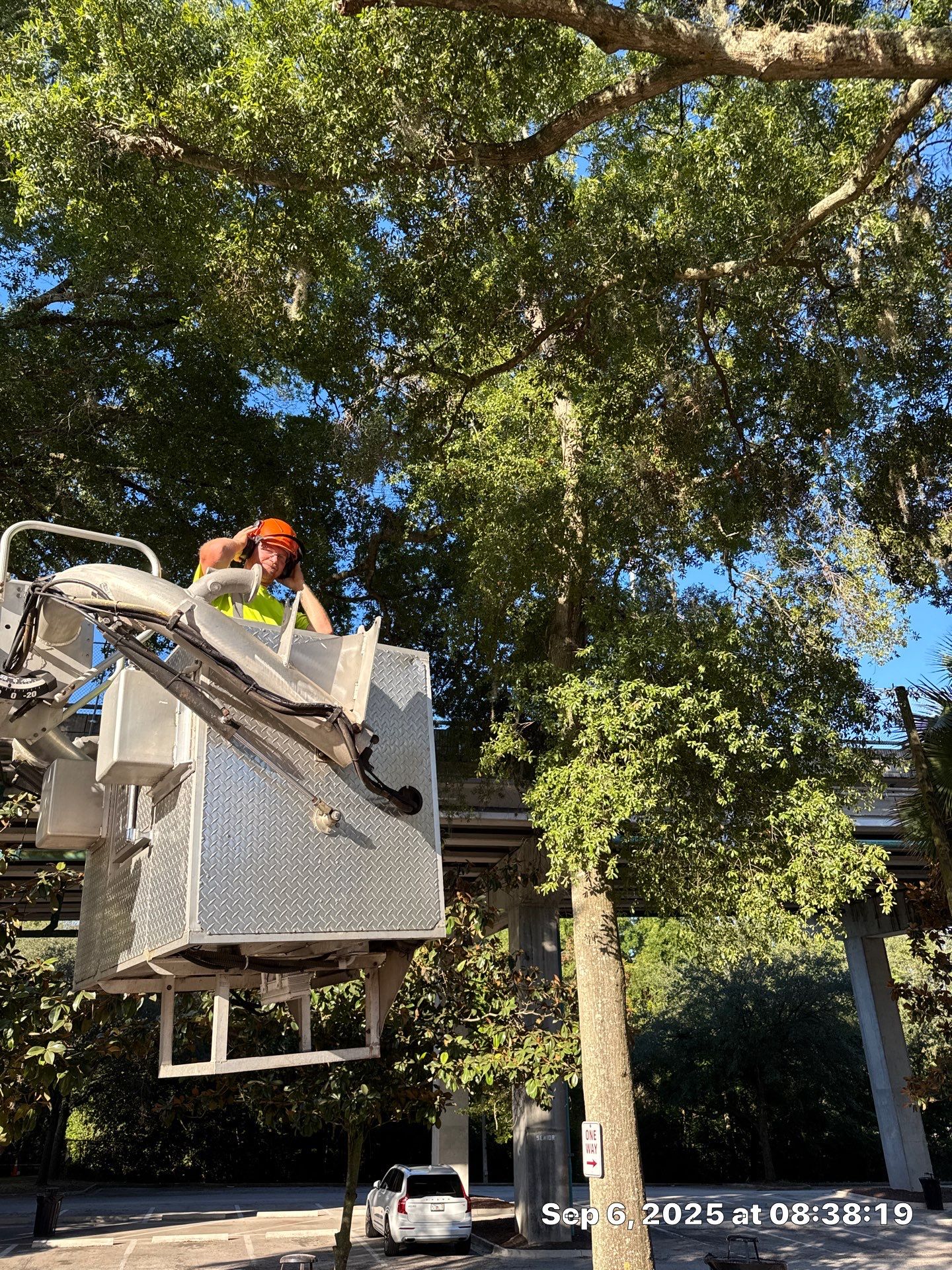 Welcome Center Tree Removal | Episcopal School of Jacksonville by ProGreen Services