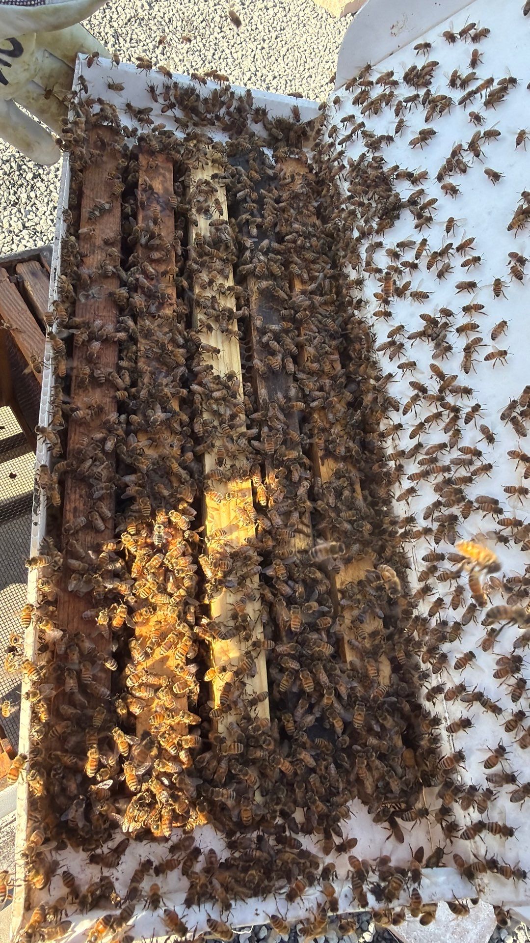 Momma K’s apiary by Rockwall Honey Bee Company