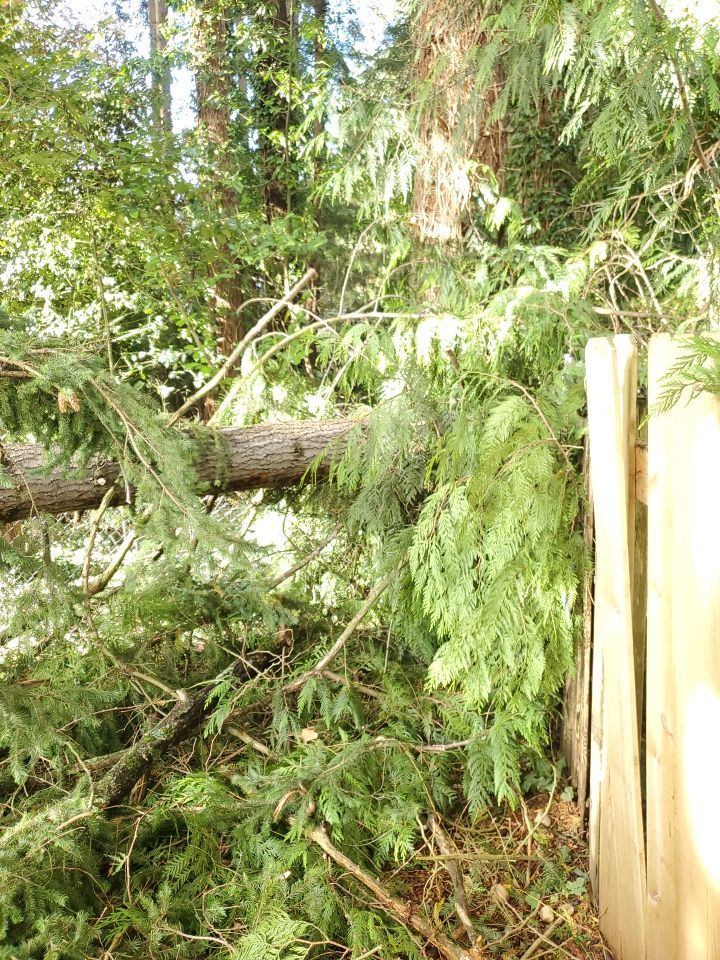 Tree Removal using Tree Removal by Mike Jones & Sons Tree Service LLC 