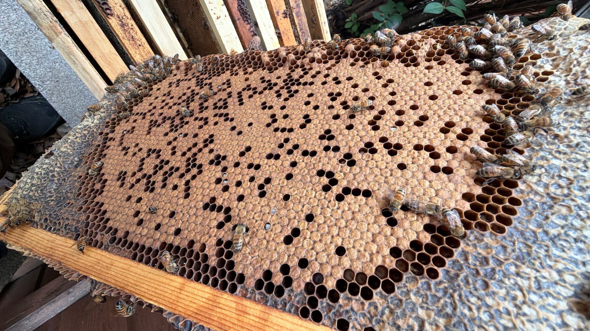 Beekeeping Family Time by Rockwall Honey Bee Company
