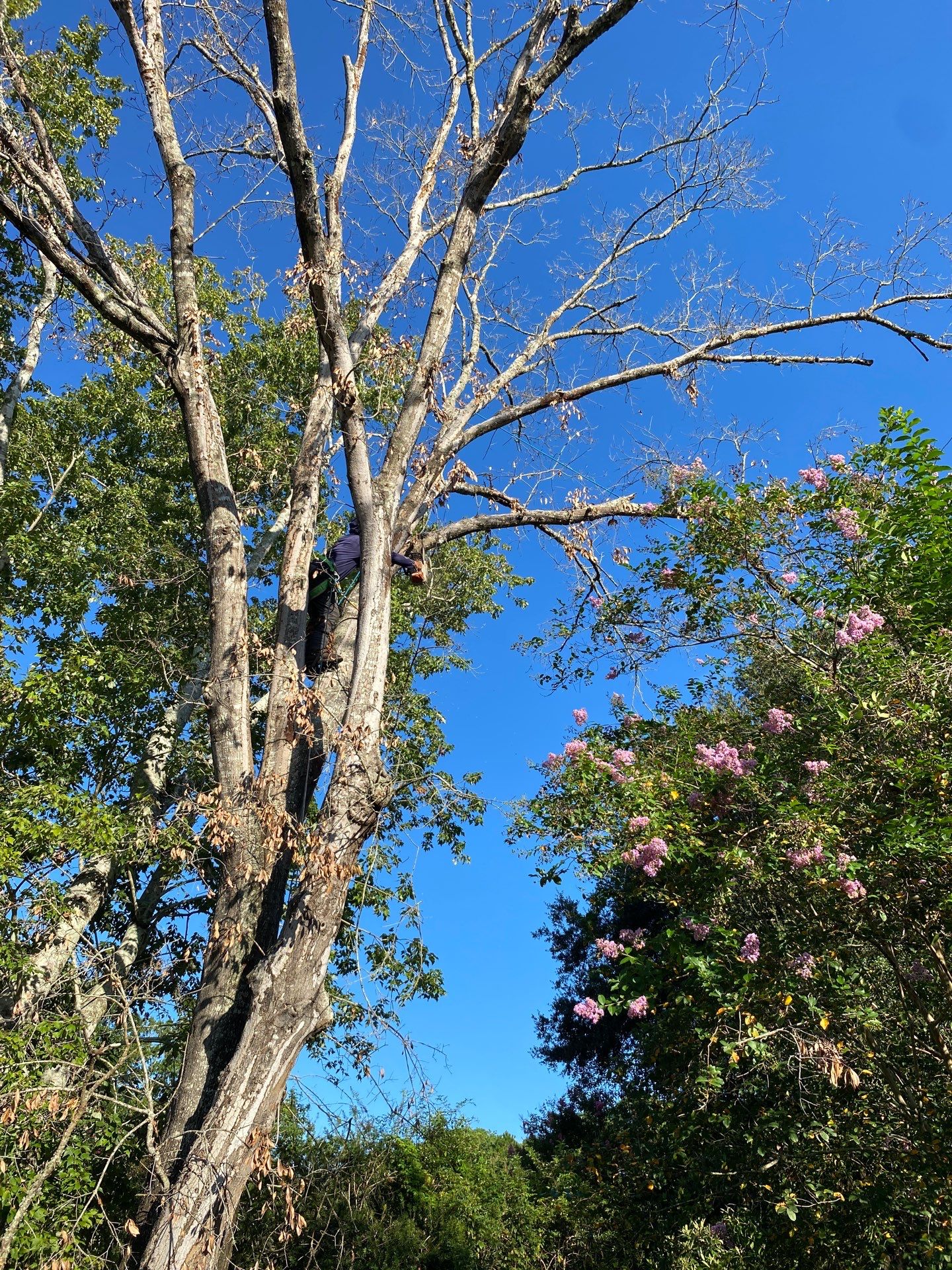 Tree Removal | Residential by ProGreen Services