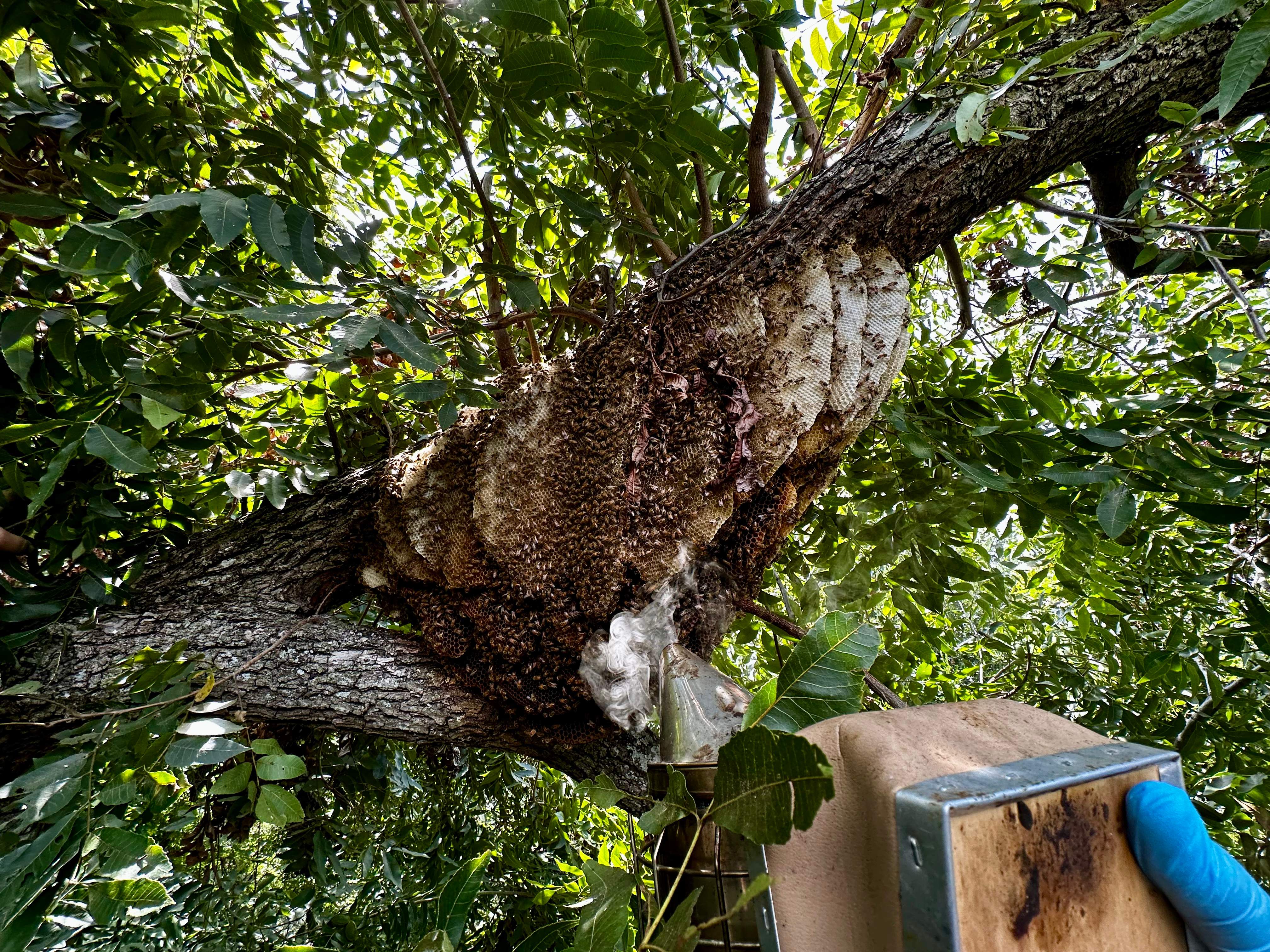 Open-Air Massive Colony by Rockwall Honey Bee Company