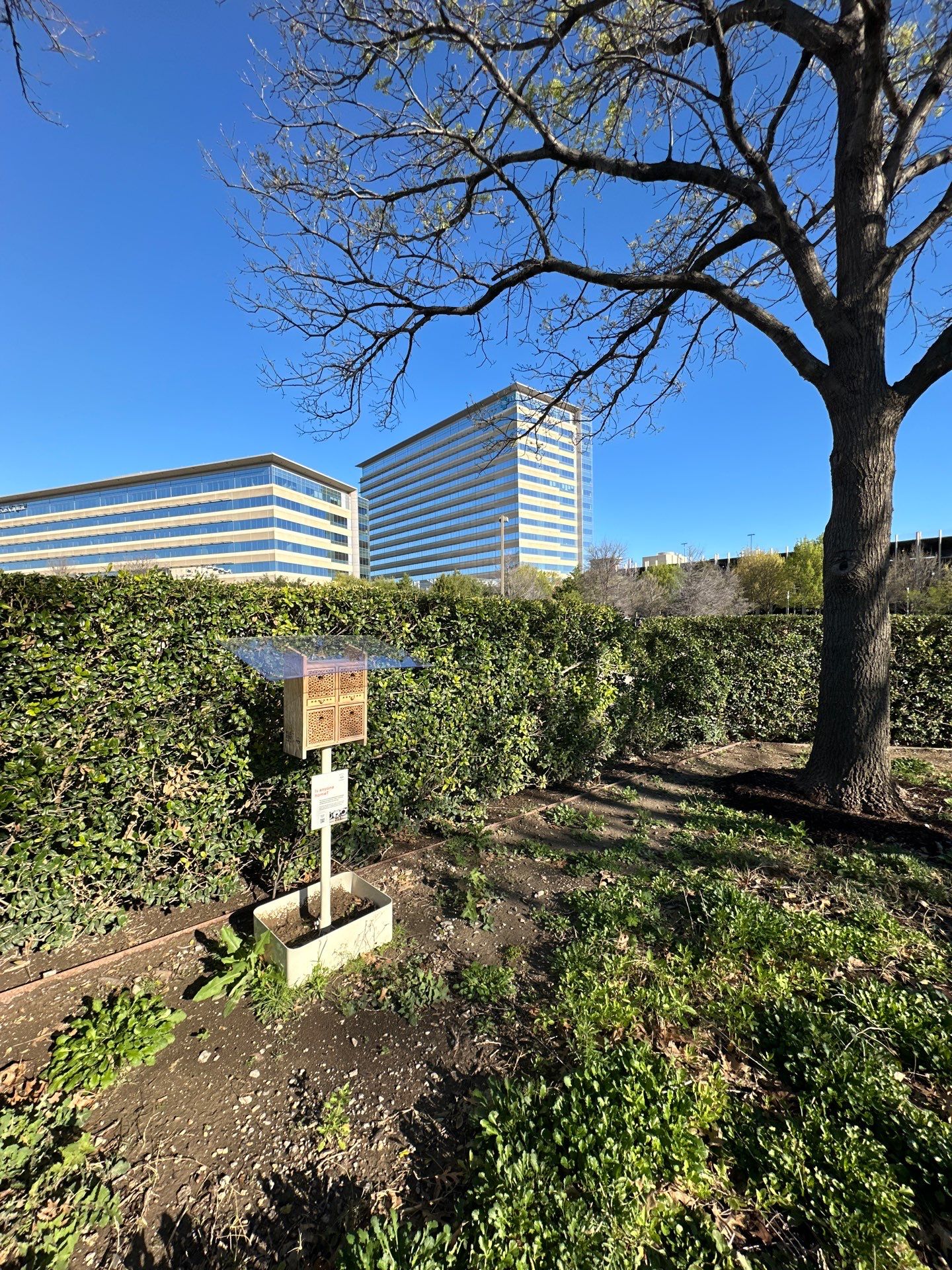 Richdardson Corporate Bees by Rockwall Honey Bee Company