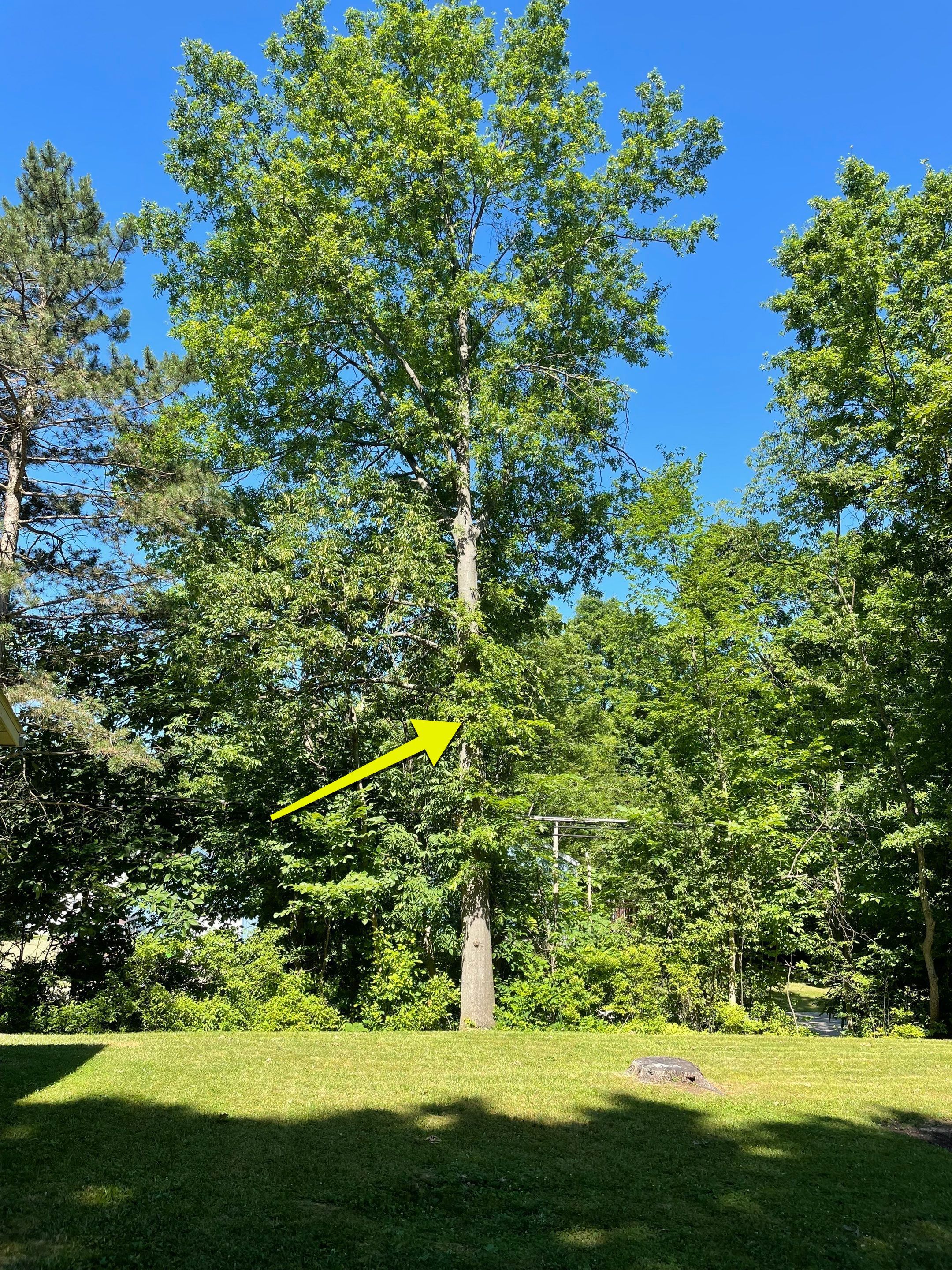 Tree Removal using Tree Removal by Mike Jones & Sons Tree Service LLC 