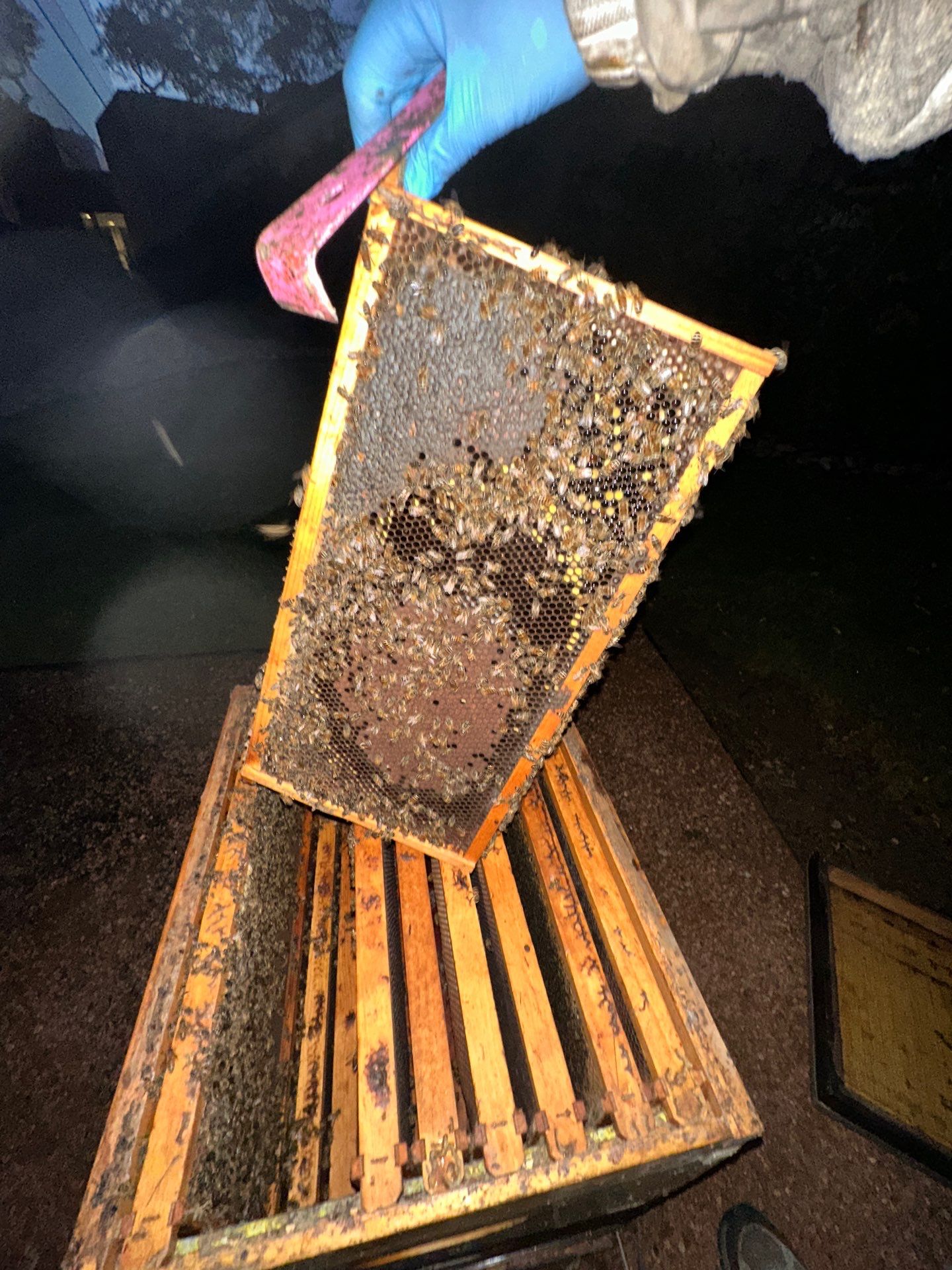 Bees in Turtle Creek by Rockwall Honey Bee Company