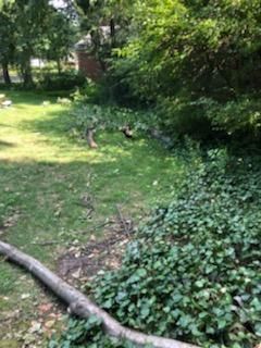 Tree Removal using Tree Removal by Mike Jones & Sons Tree Service LLC 