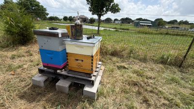 Porter & Pony Apiary
