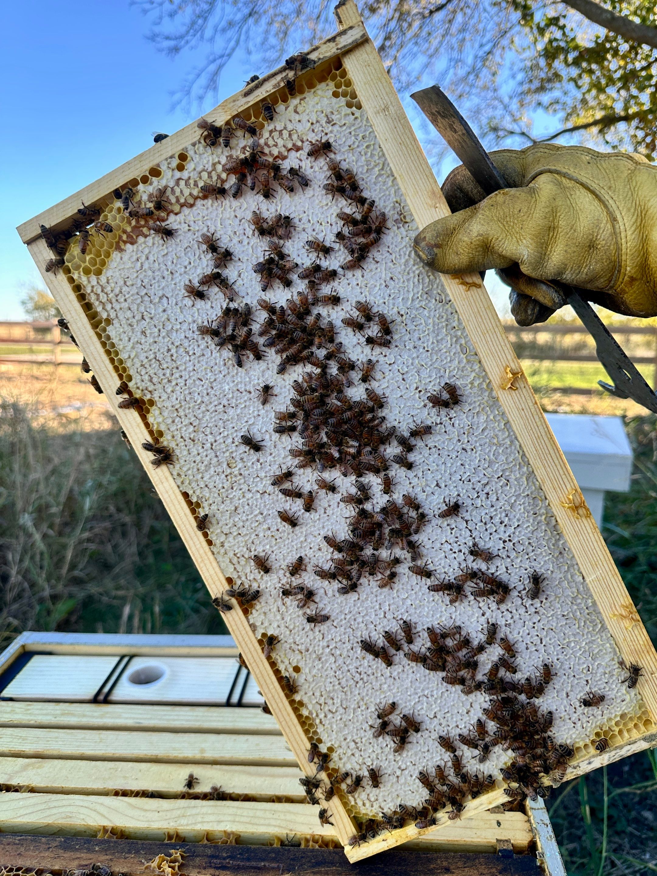 Honey-Maker Apiary in Greenville by Rockwall Honey Bee Company