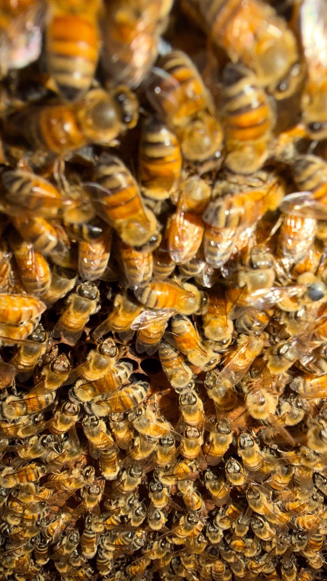 Flood Culvert Bees by Rockwall Honey Bee Company