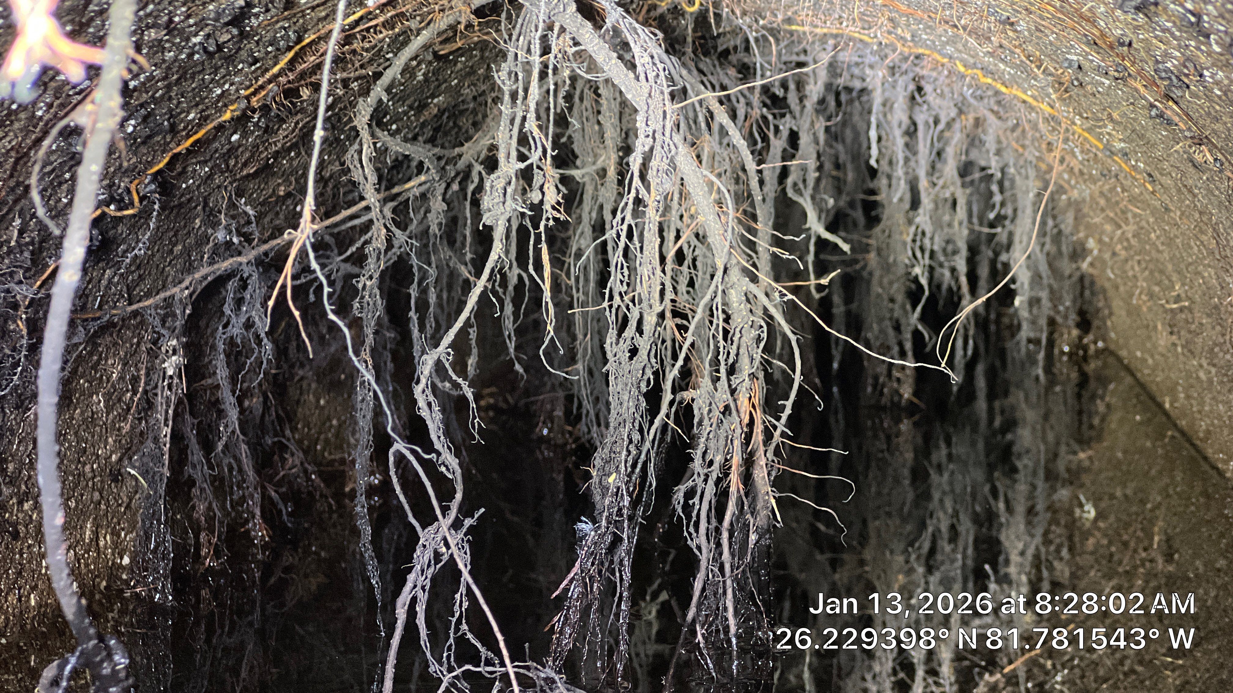 Naples Community Root Intrusion Investigation with P.R.S. by Don Mar, Inc. Storm Water Solutions