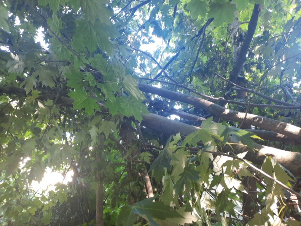 Storm Damaged Tree Removal  using Tree Removal by Mike Jones & Sons Tree Service LLC 