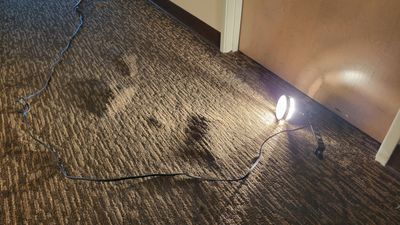 Buckled Commercial Glue Down Carpet