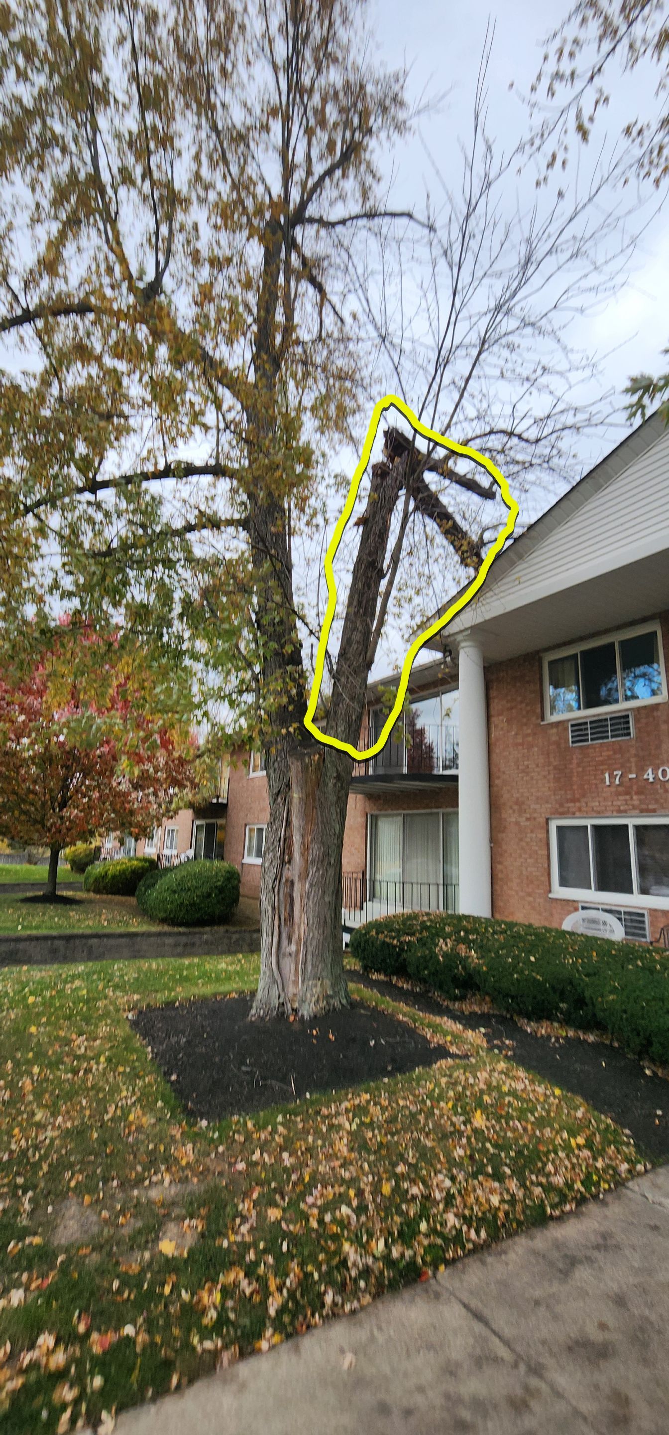 Emergency Job: Removal of Branch by Treeman Tom LLC