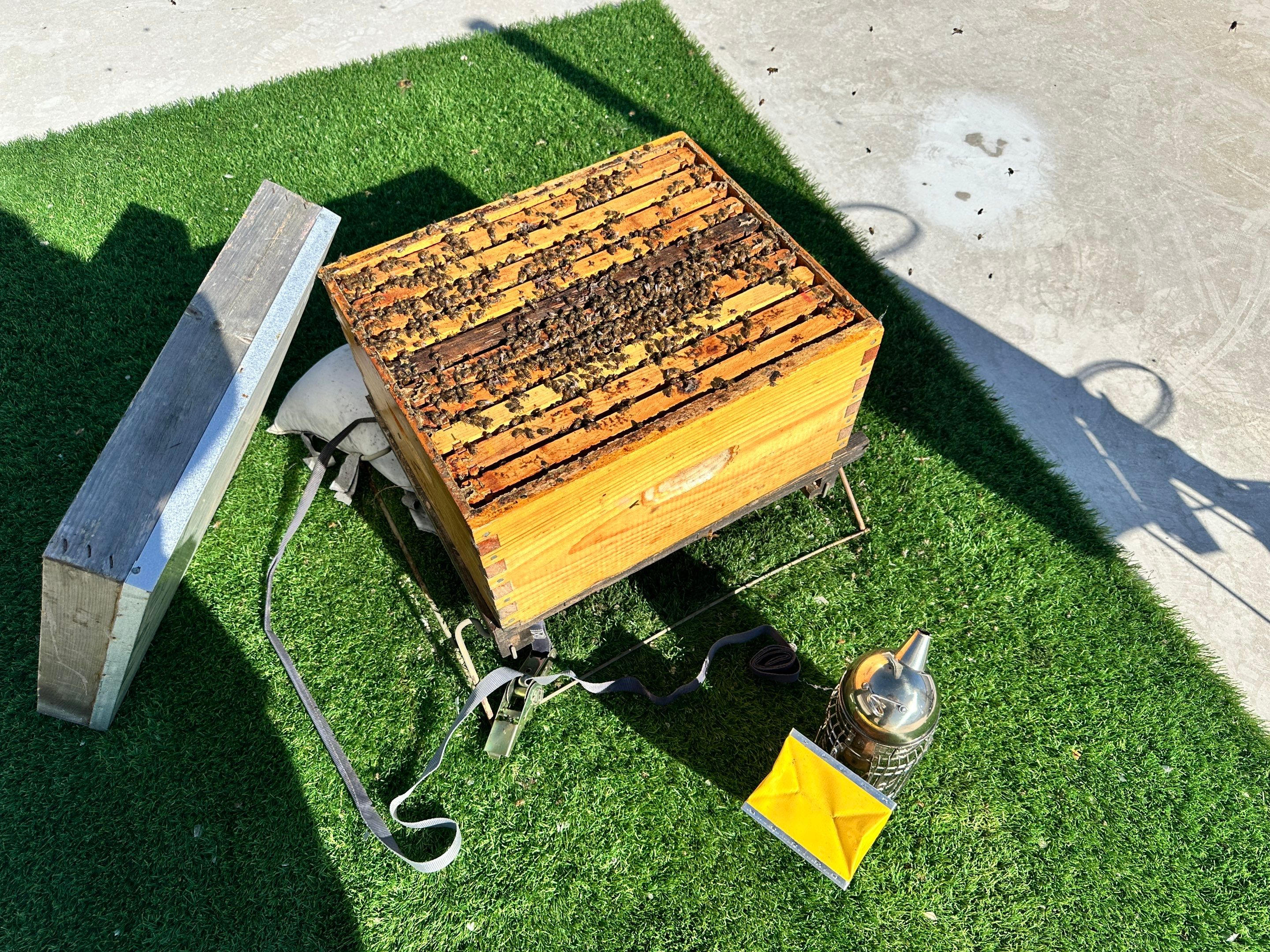 Downtown Dallas by Rockwall Honey Bee Company