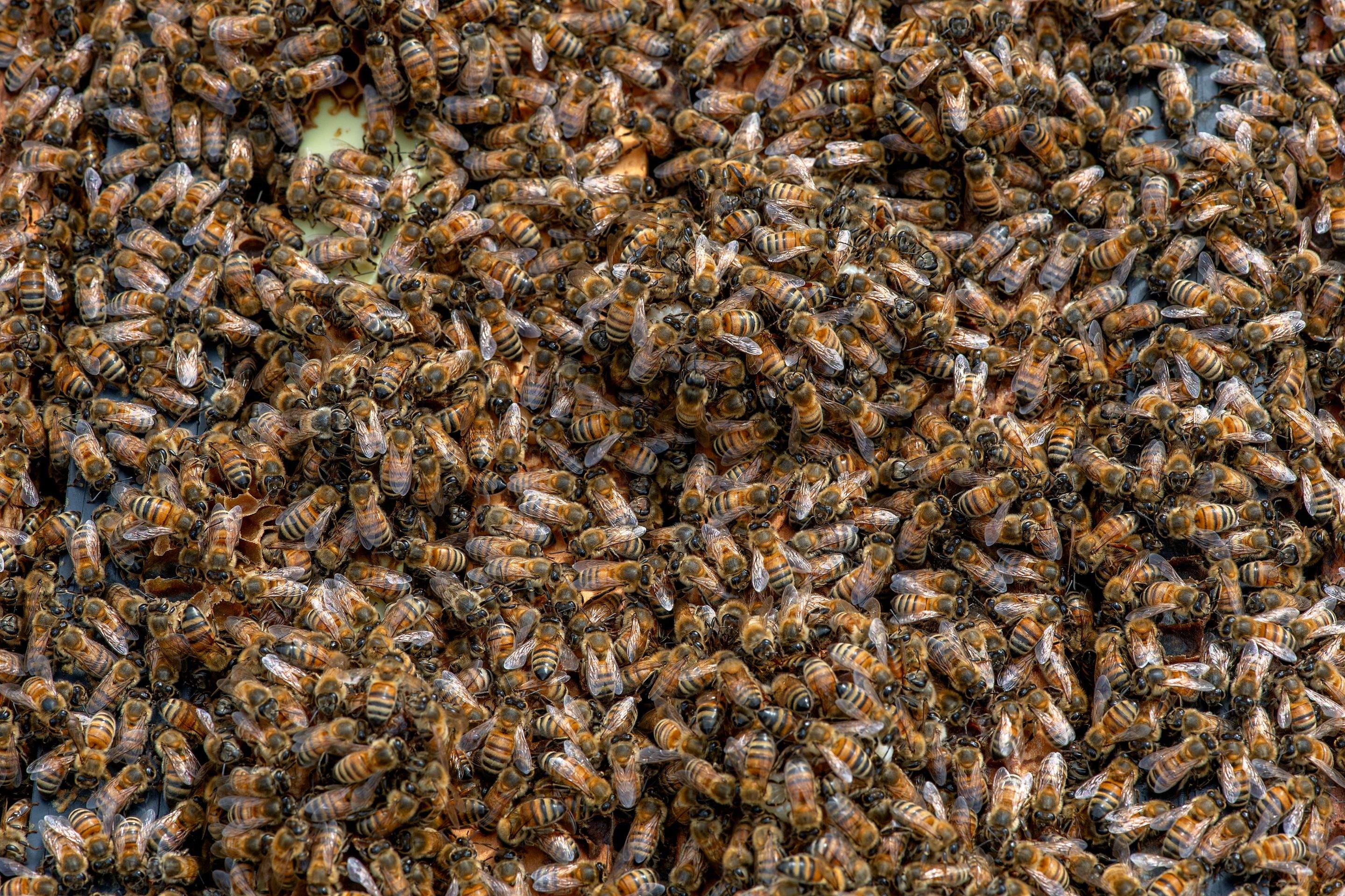 Splits in East Texas by Rockwall Honey Bee Company