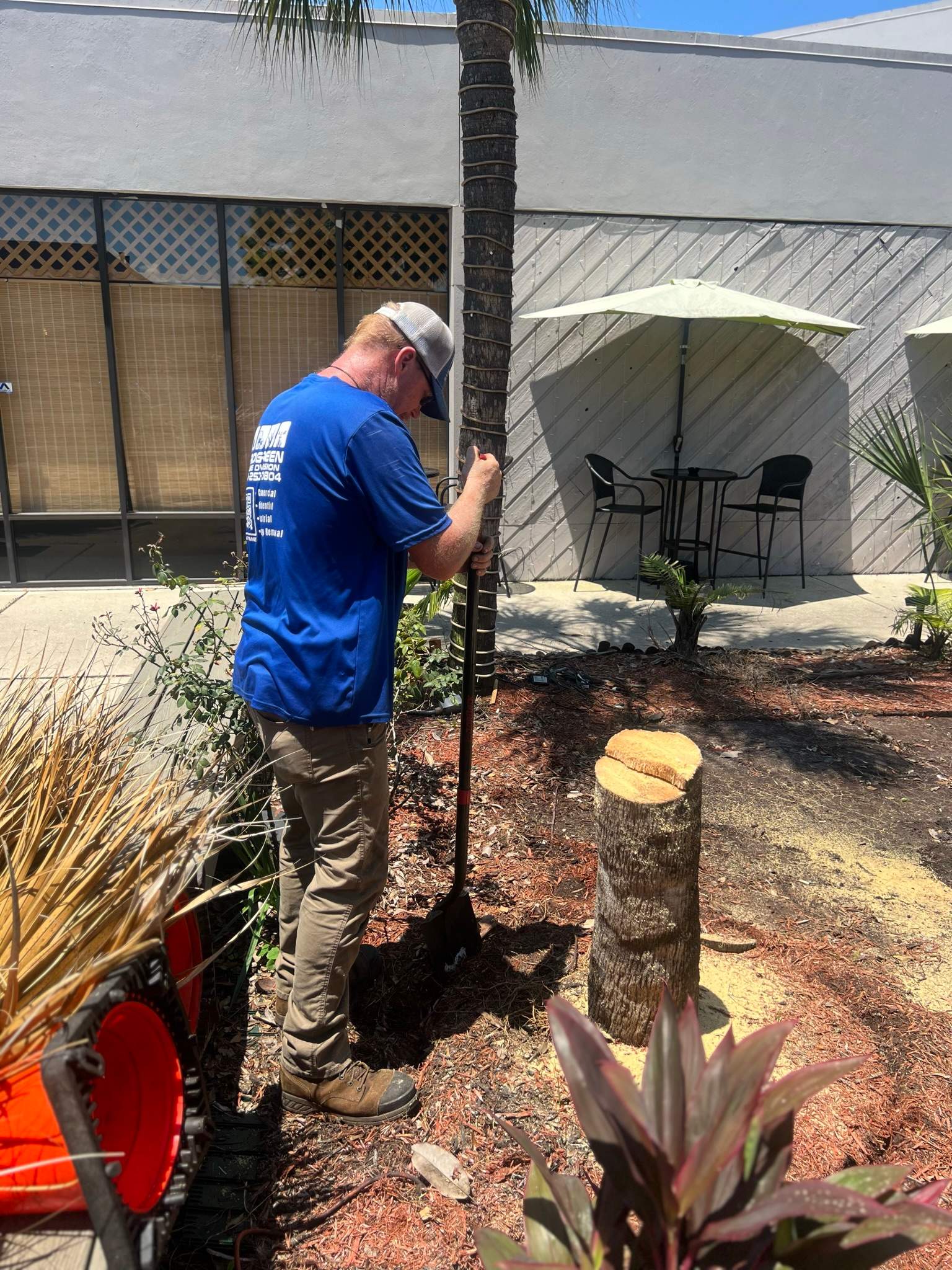 Palm Tree Trimming | Planet Fitness by ProGreen Services
