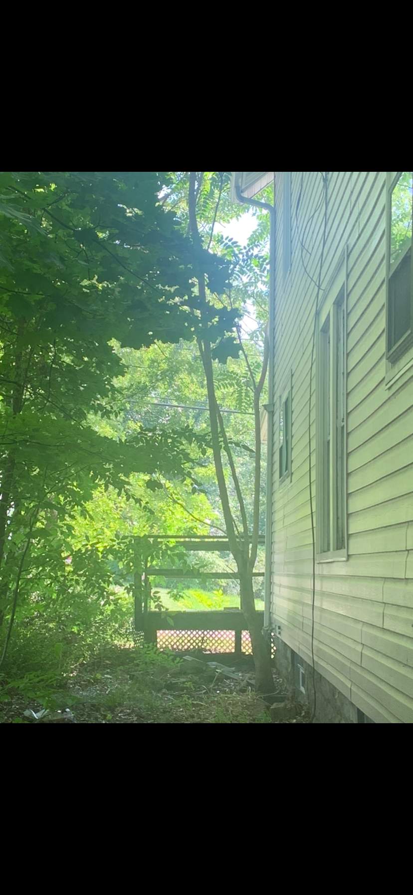 Tree Trimming using Tree Pruing by Mike Jones & Sons Tree Service LLC 