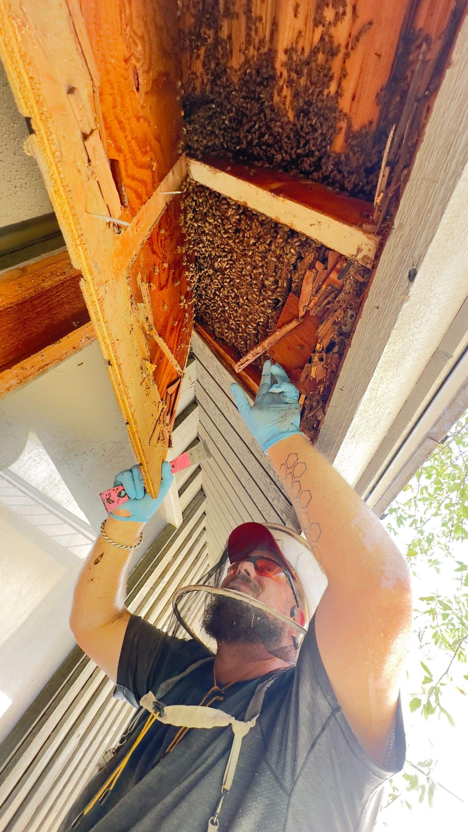 Old Faithful by Rockwall Honey Bee Company