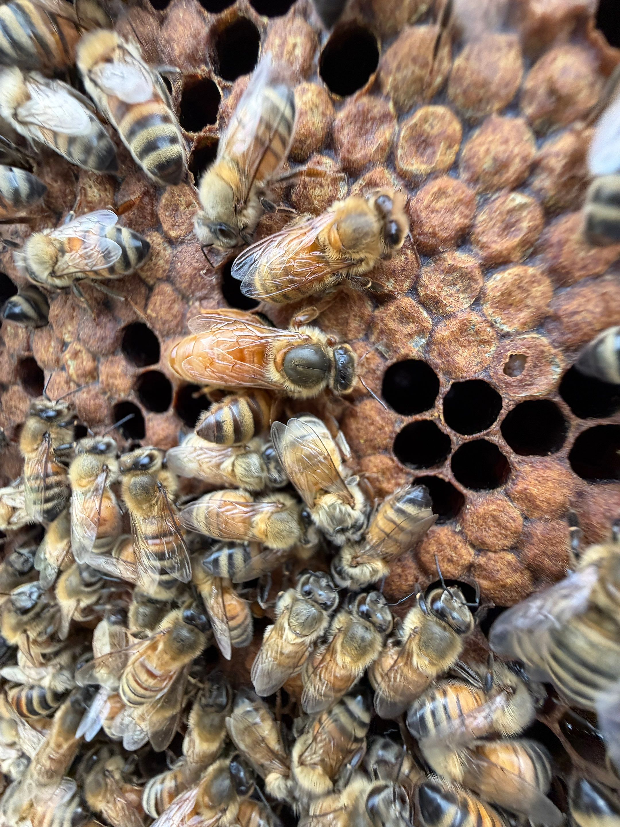 Exemption in Royse City, TX by Rockwall Honey Bee Company