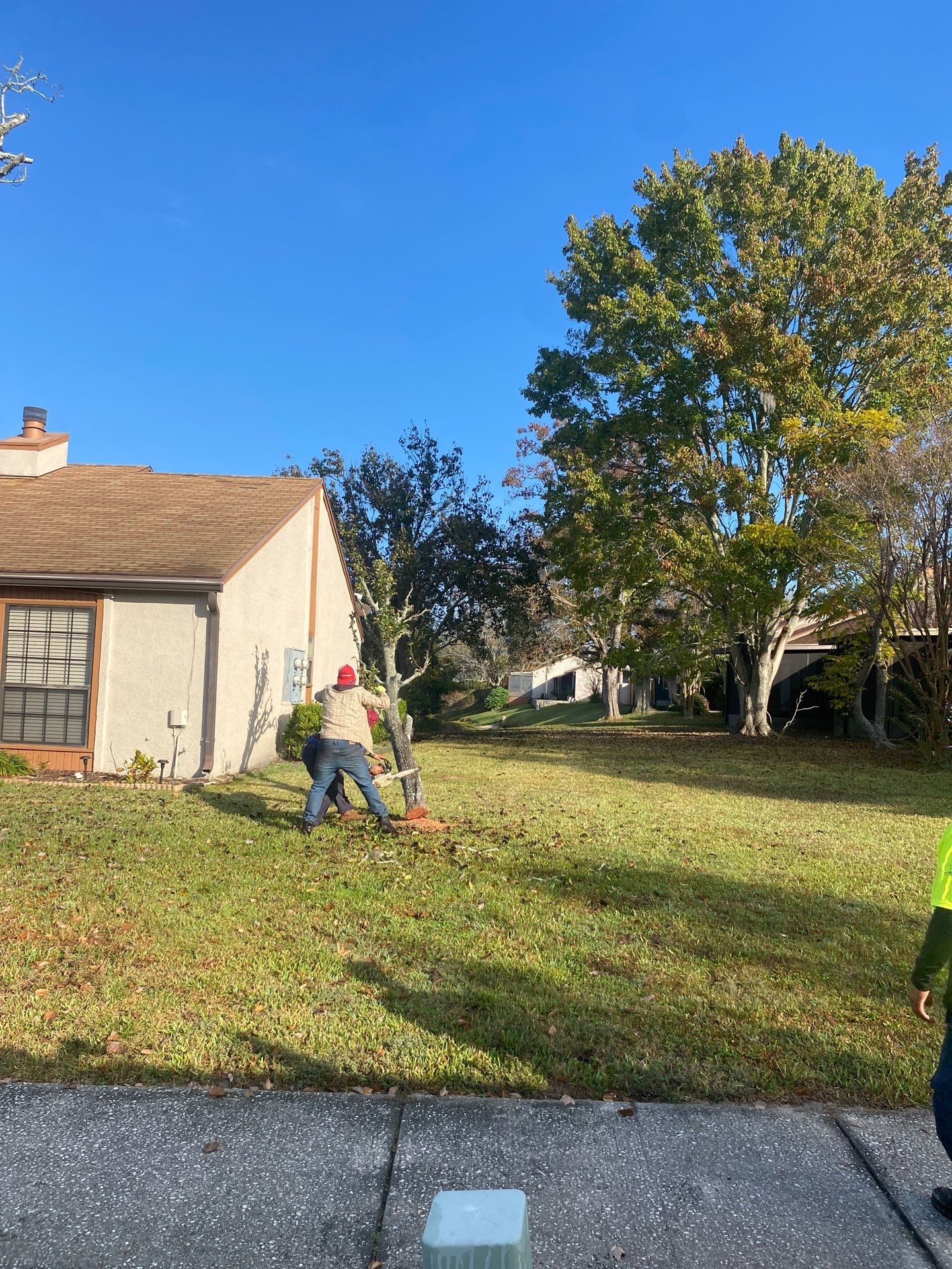 Residential | Tree Removal & Trimming by ProGreen Services