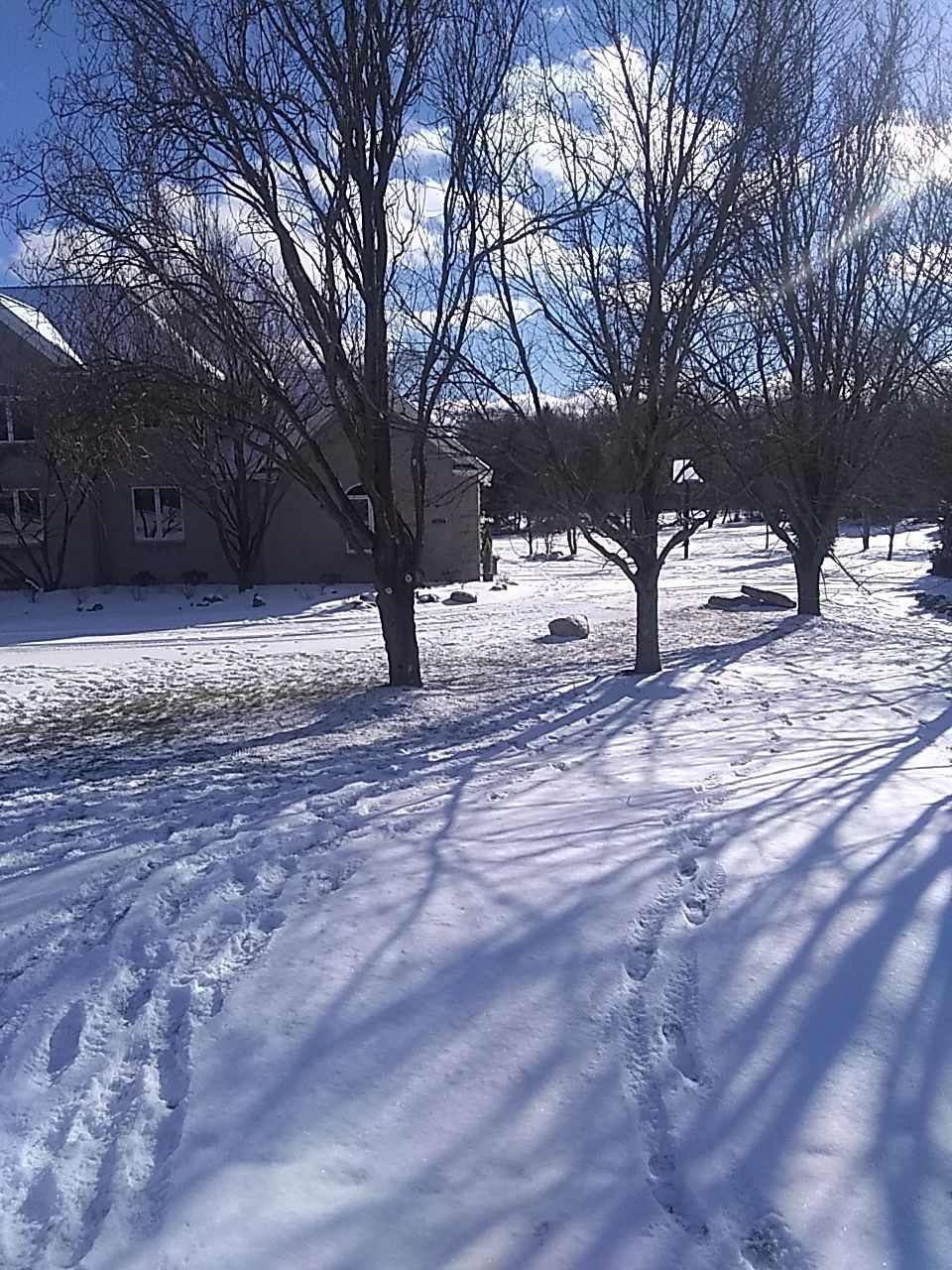 Tree Trimming using Tree Pruing by Mike Jones & Sons Tree Service LLC 