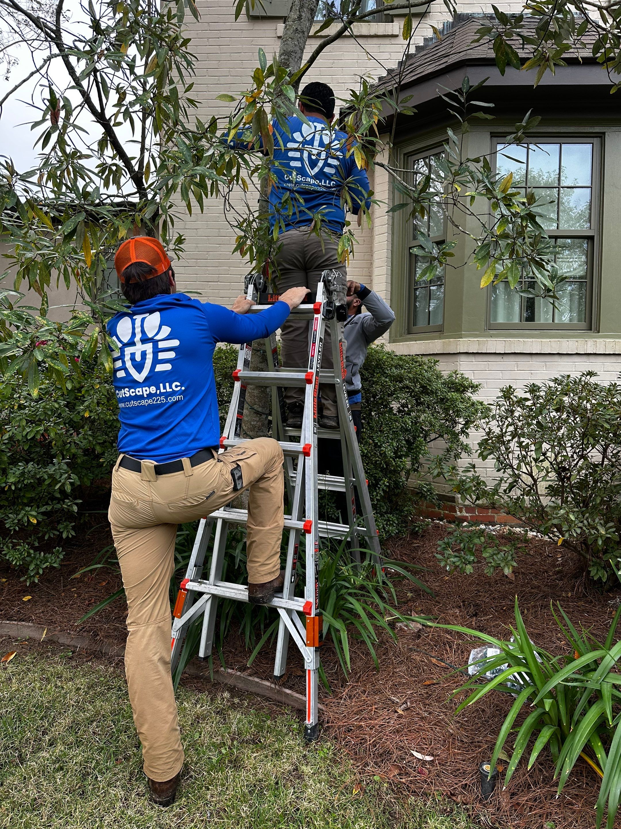 WINTER SERVICES: HOLIDAY LIGHTING using PRE LIT GARLAND & 5MM TREE WRAP STRANDS by CutScape, LLC.