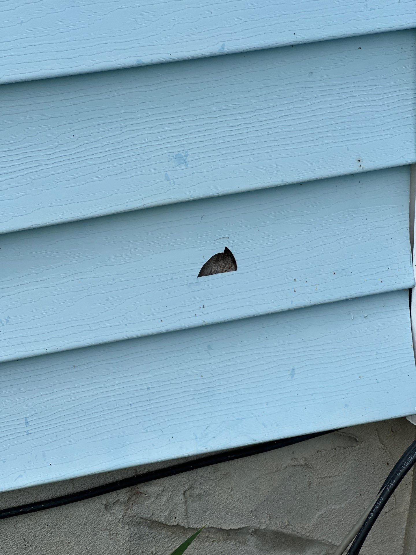 Solid Hail Damage - 3 Tab by Paragon Roofing