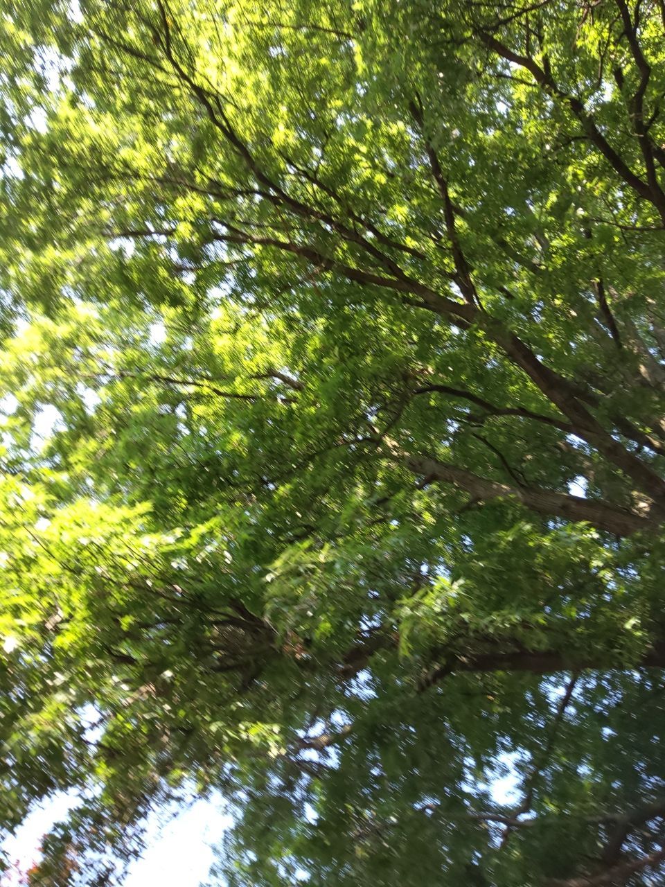Tree Trimming using Tree Pruing by Mike Jones & Sons Tree Service LLC 
