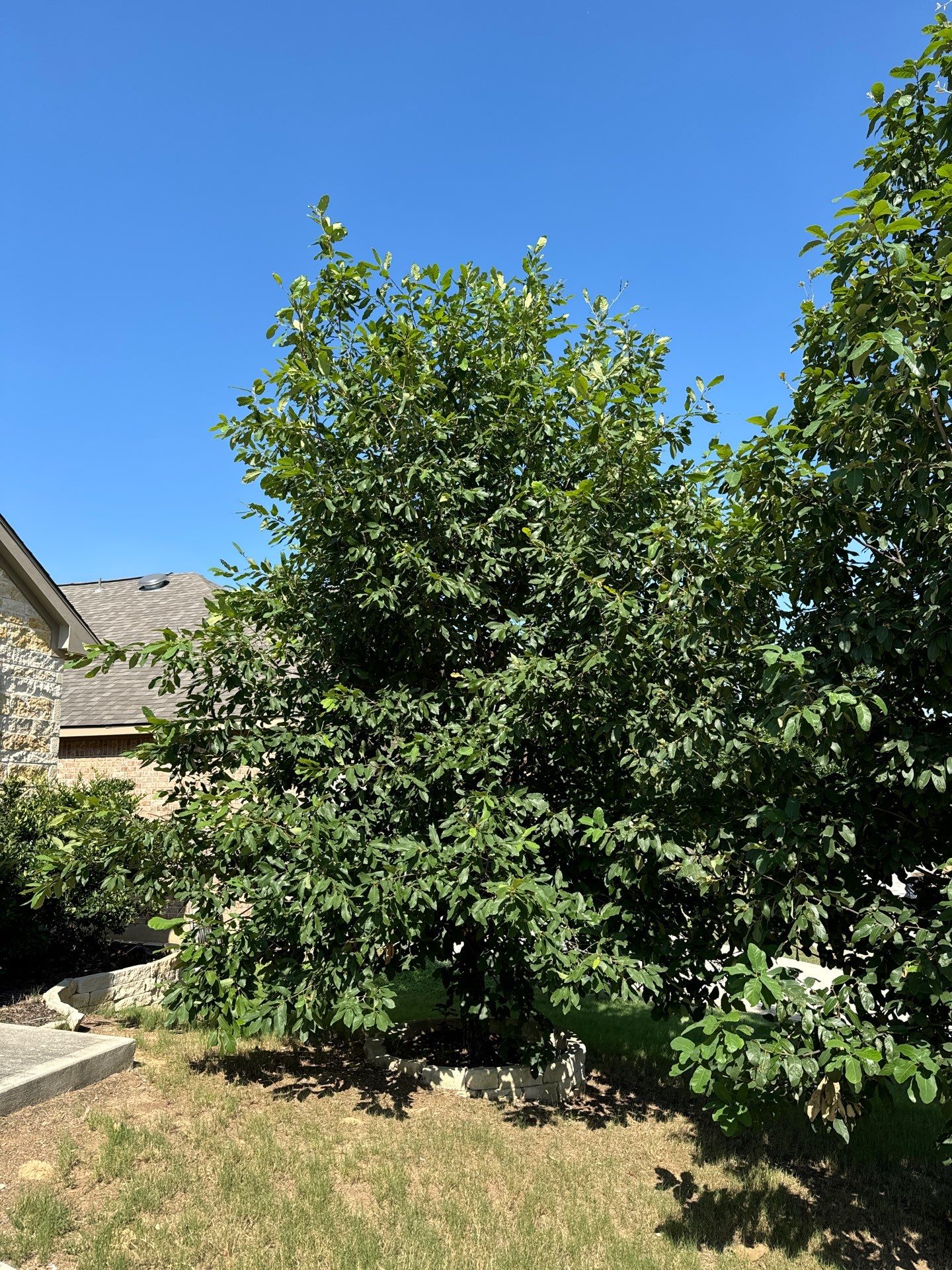 Wortham Oaks - San Antonio, TX by Hole In One Lawns, LLC
