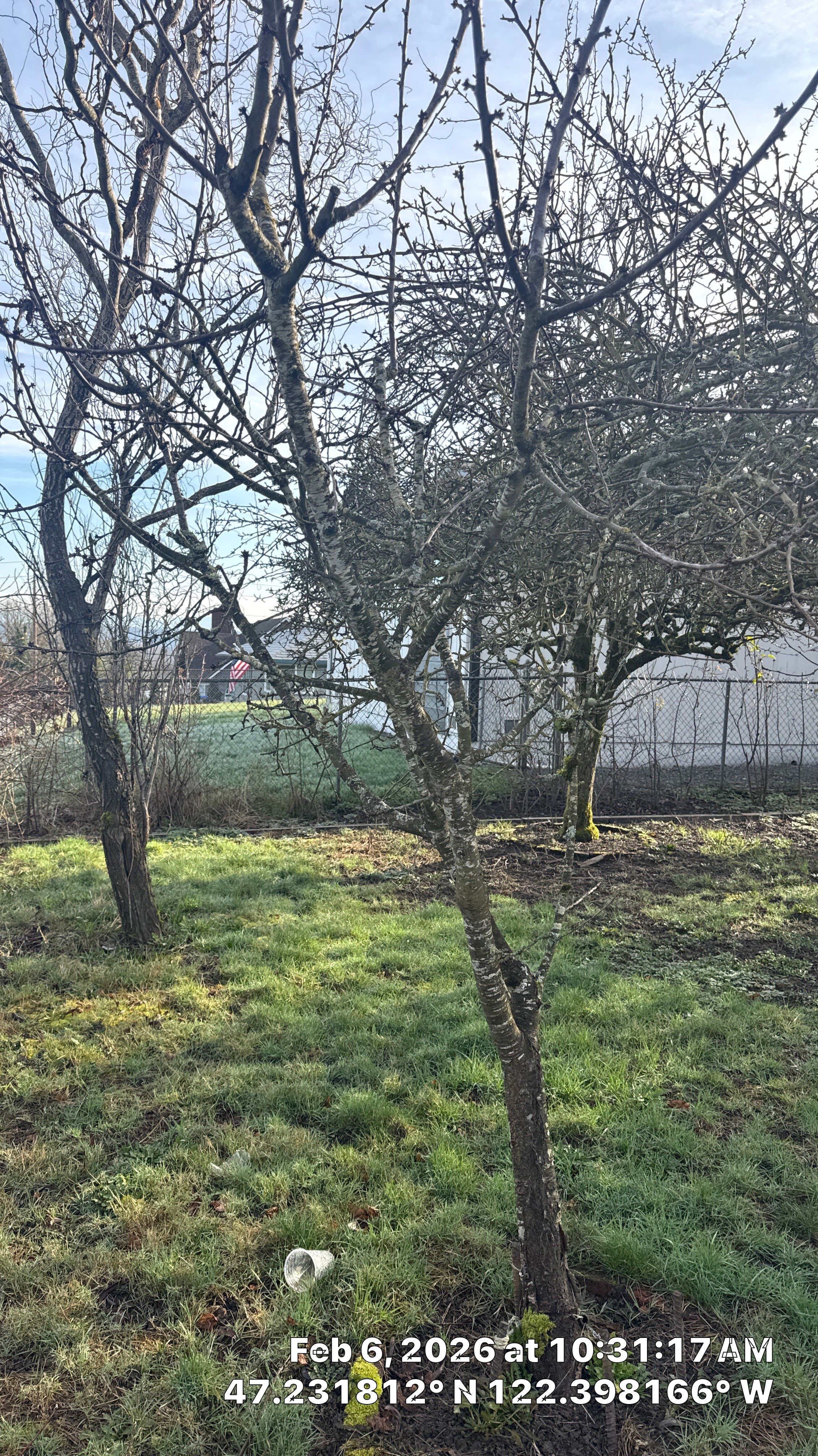 Arborist Development Report for Proposed Site Improvements – Tacoma, WA by Sound Tree Care LLC