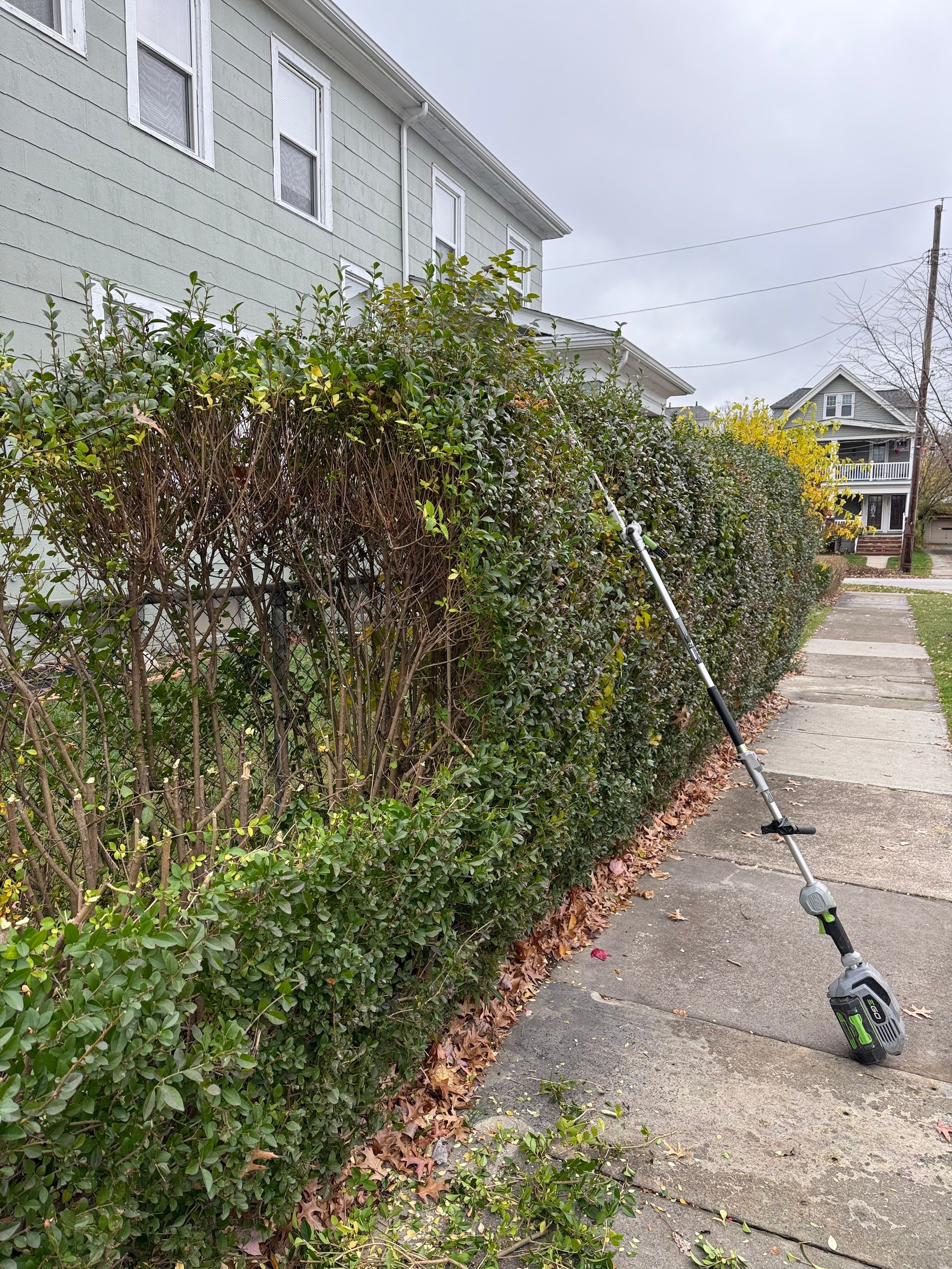 Hedge Shaping Maintenance by Elm Rose Gardens