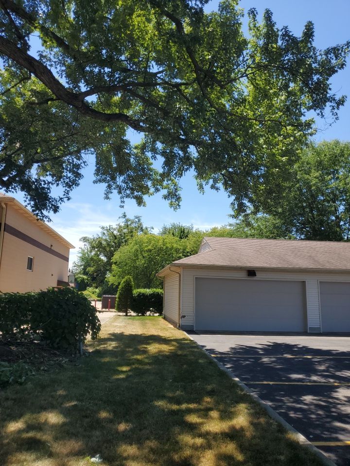 Tree Trimming using Tree Pruing by Mike Jones & Sons Tree Service LLC 