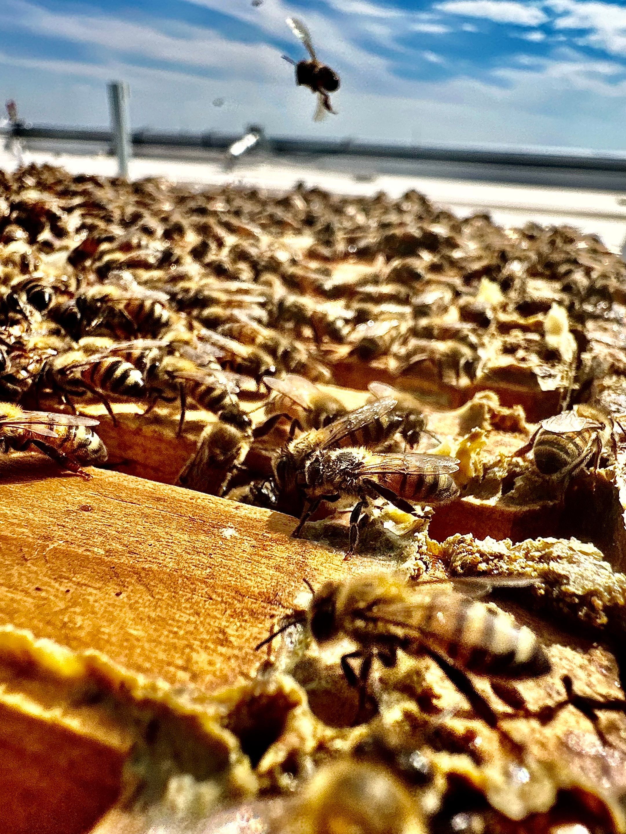 Rooftop Bees in Frisco by Rockwall Honey Bee Company