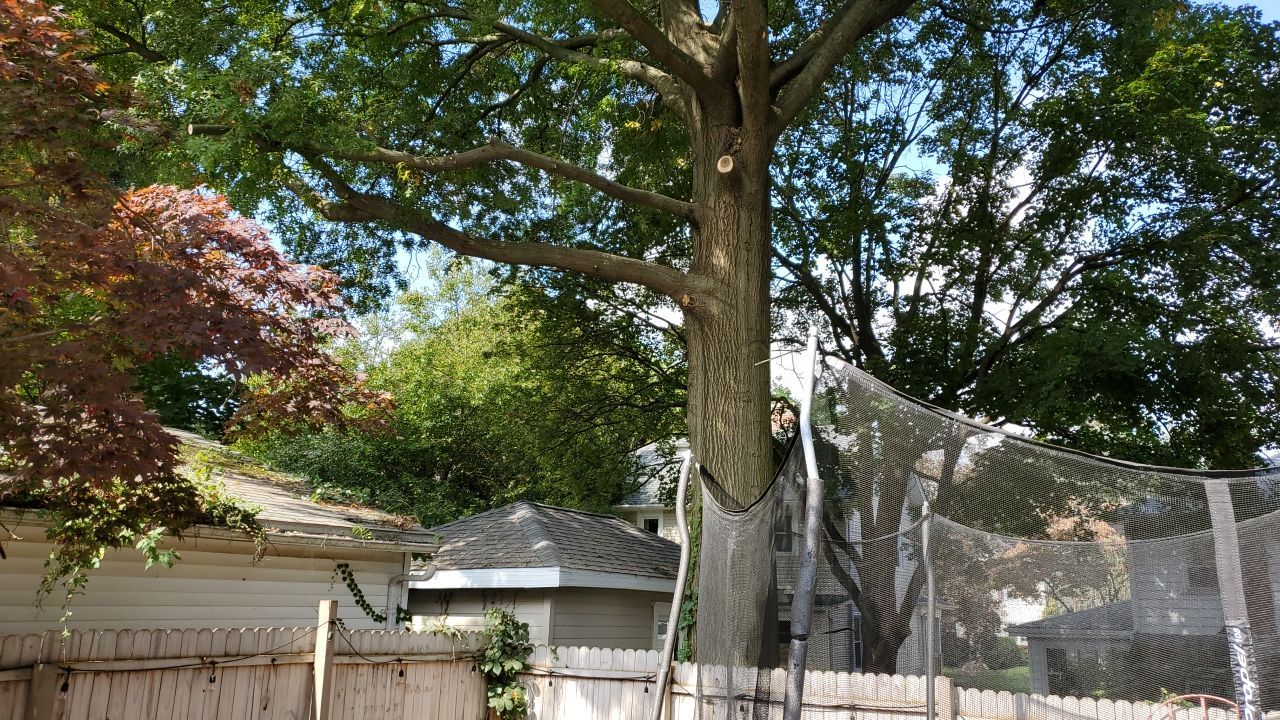 Tree Trimming using Tree Pruing by Mike Jones & Sons Tree Service LLC 